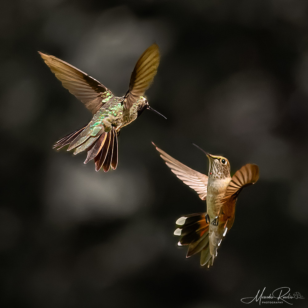 Hummingbirds
