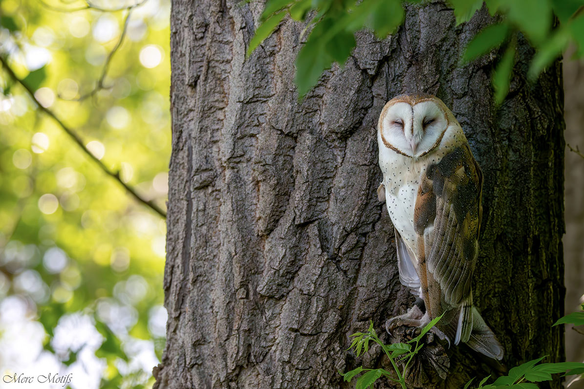 Barn Owl