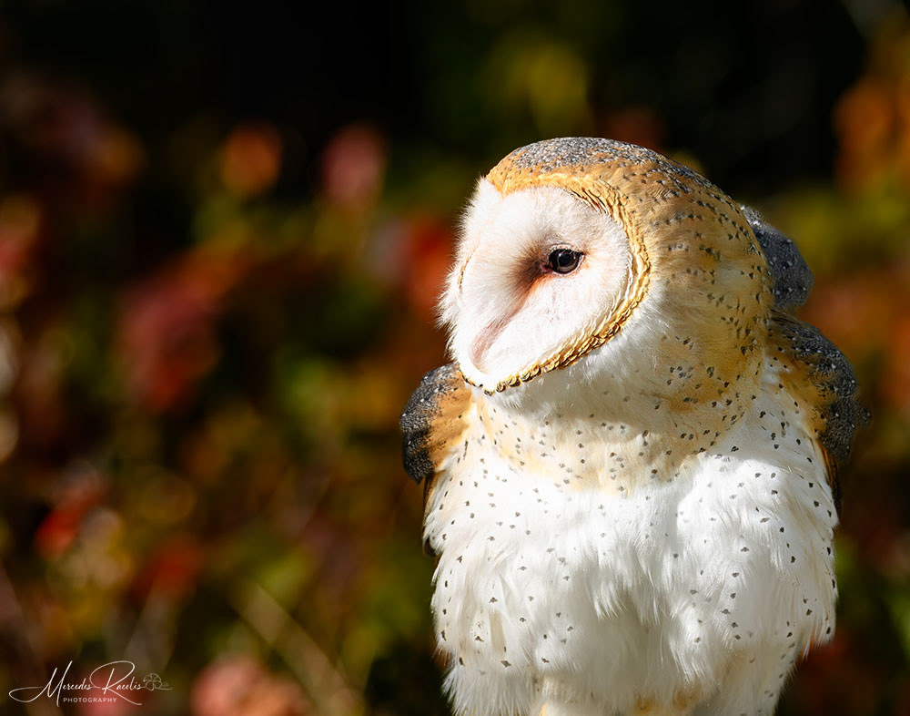 Barn Owl