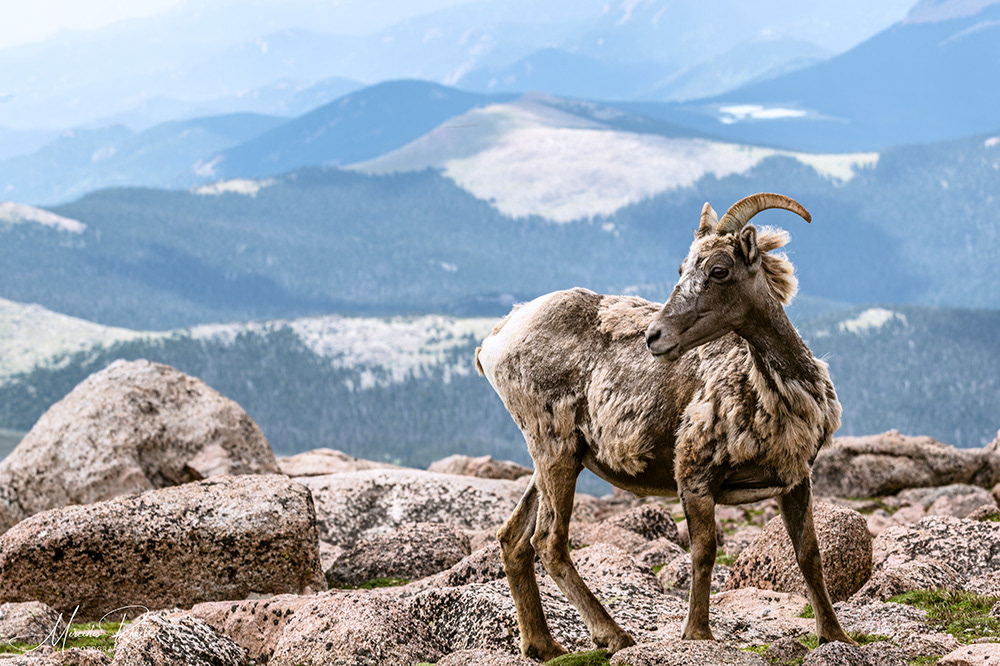 Big Horn Sheep