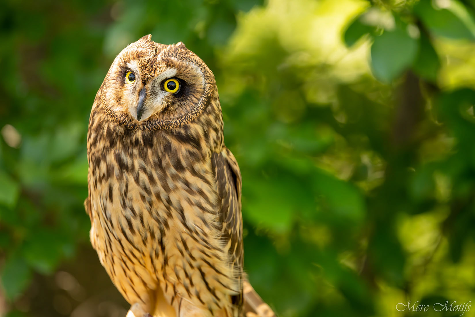 SHORT-EARED OWL