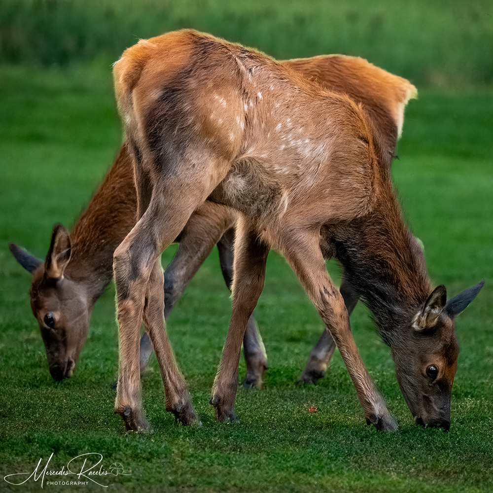 Elk Calves