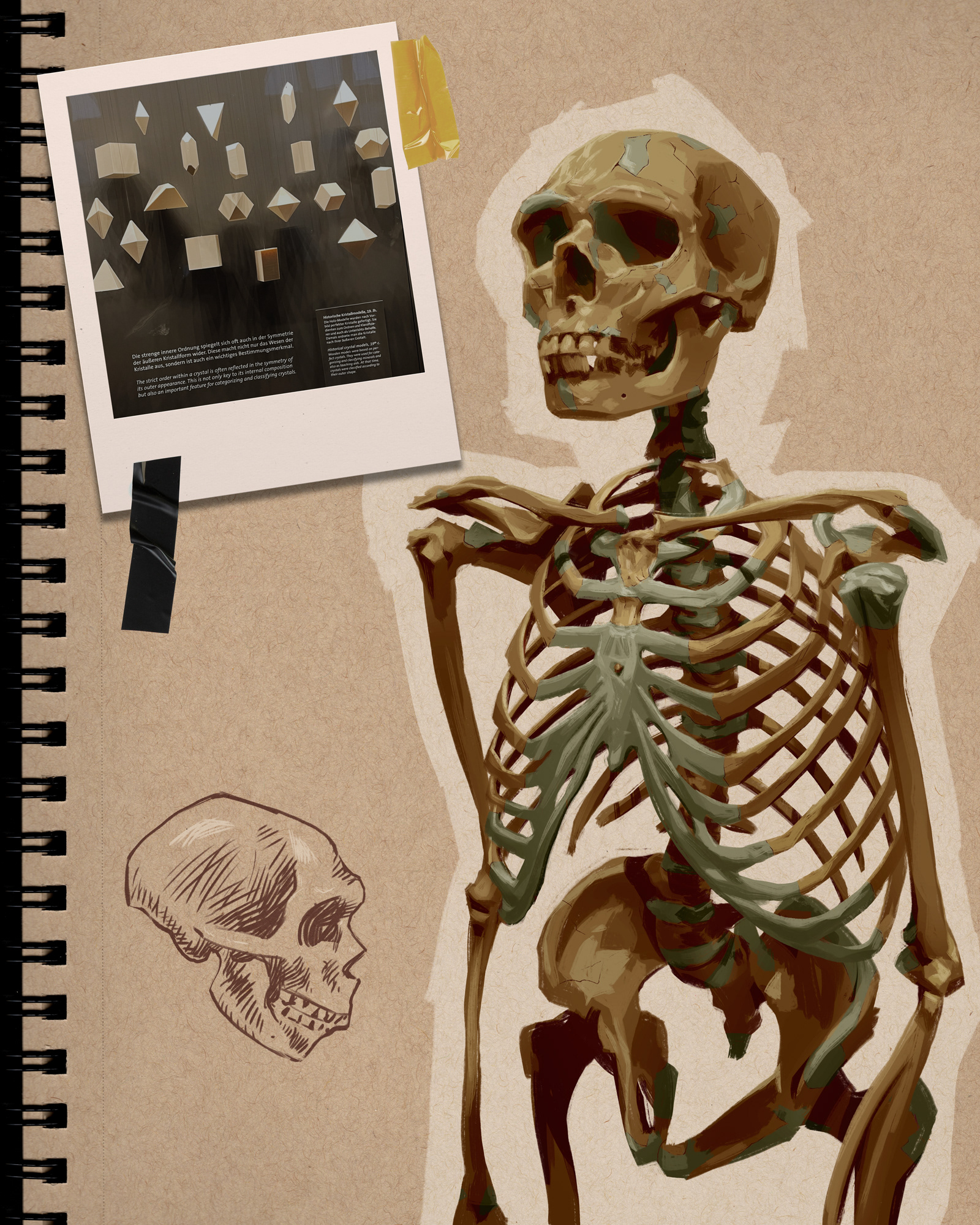 Neanderthal Skeleton