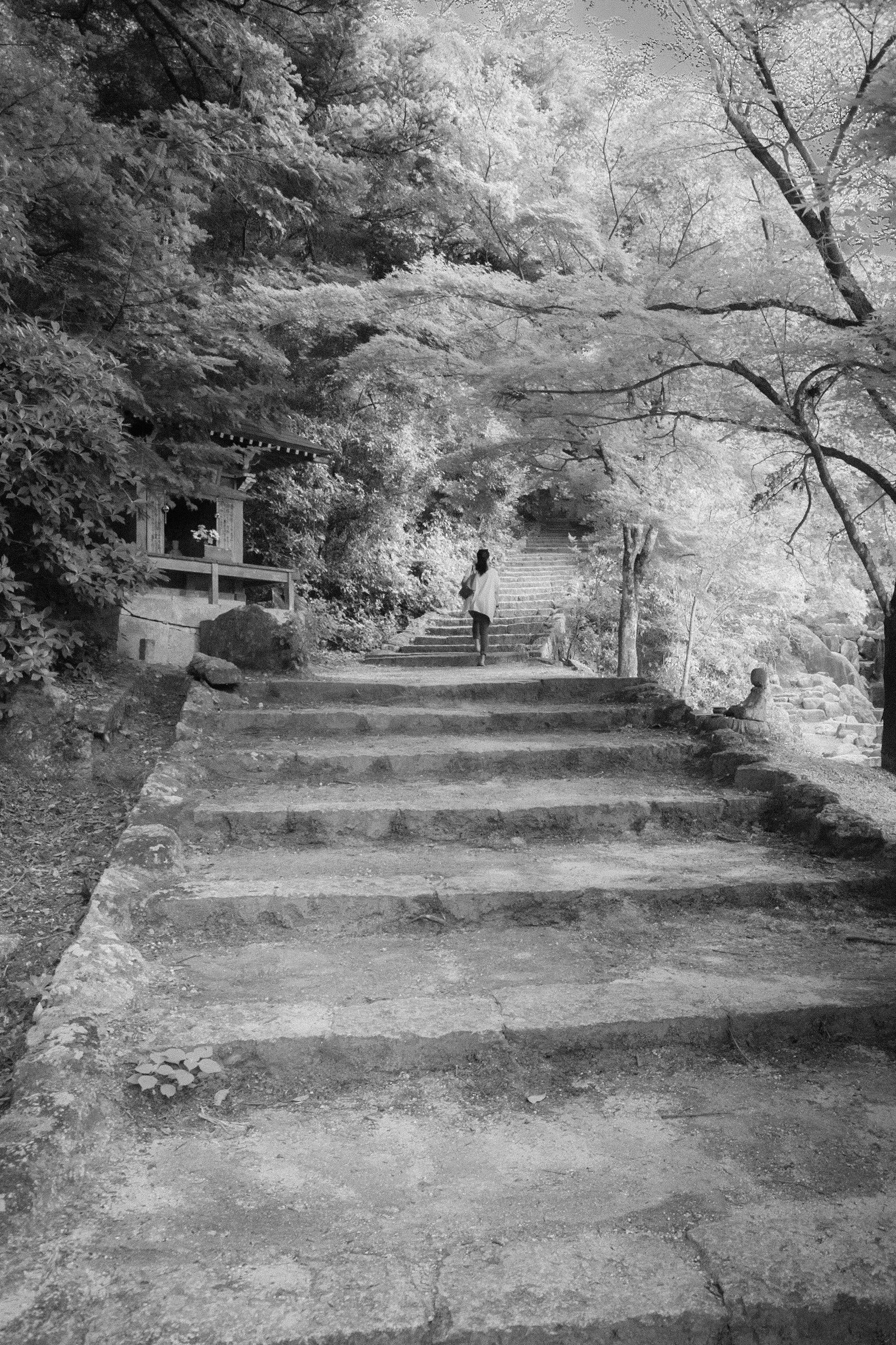 Araound in the Island of Miyajima