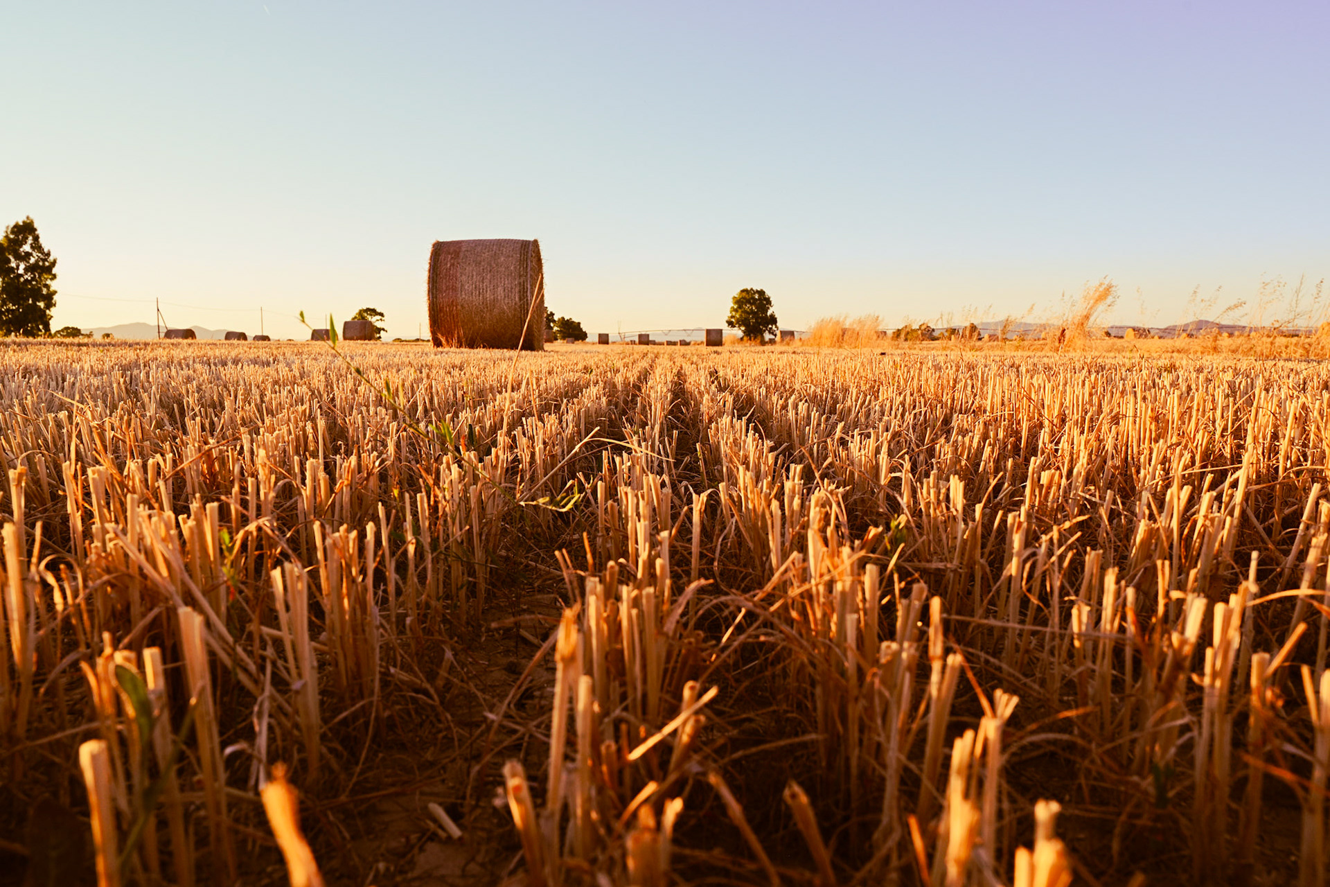 Field close to Principina - Grosseto