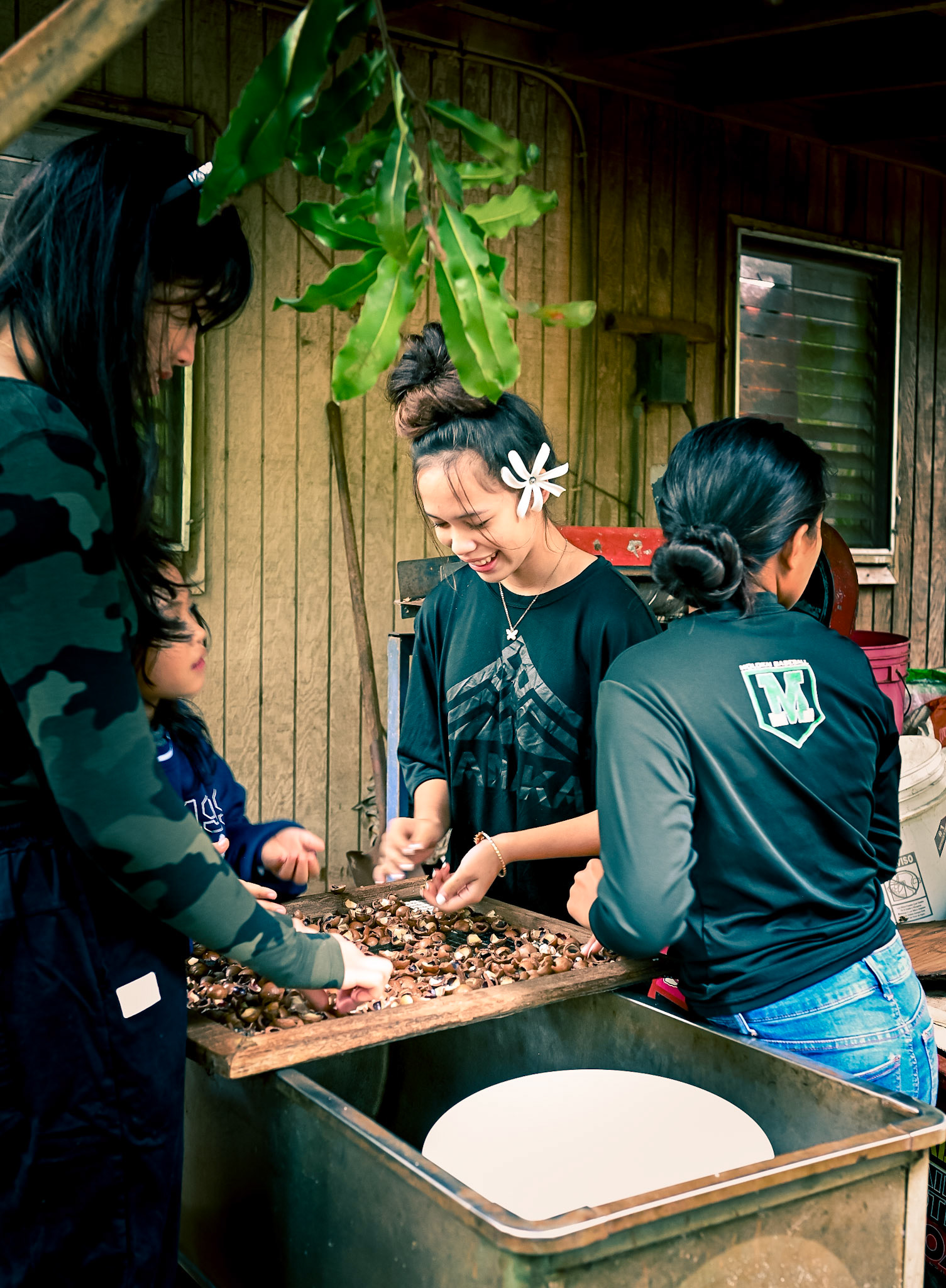 Macadamia nut farm in Molokai - Hawaii