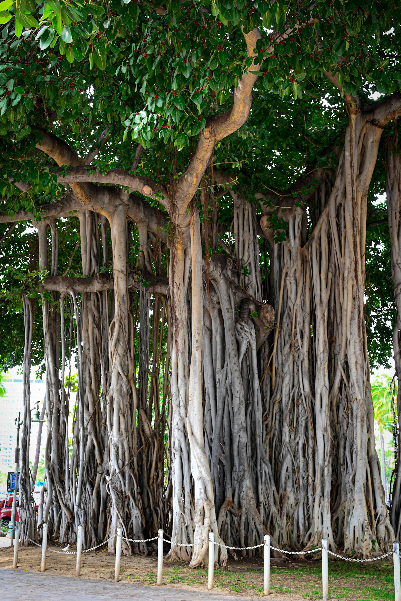 Huge ficus tree - Waikiki Beach - Honolulu