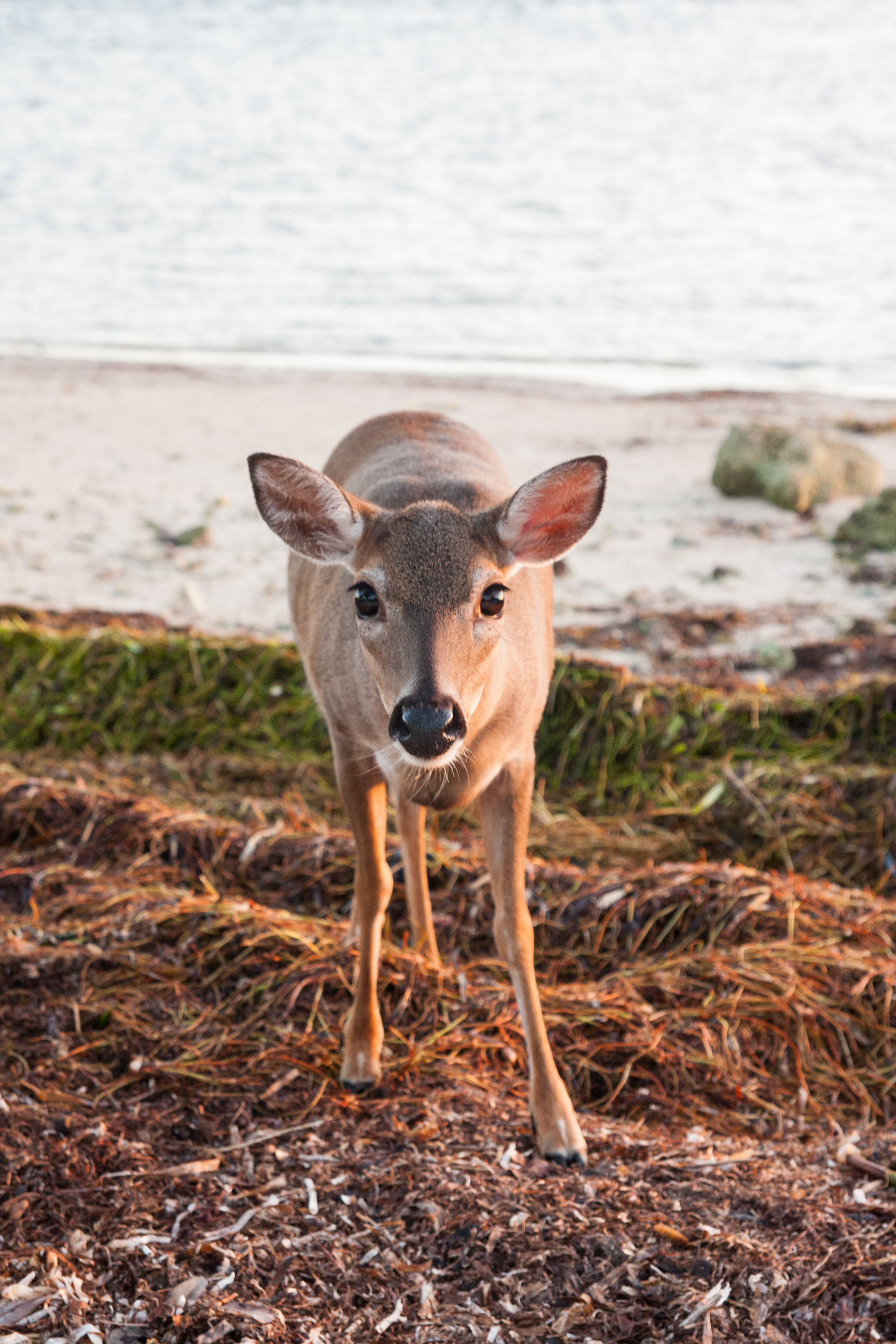 Big Pine Key deer