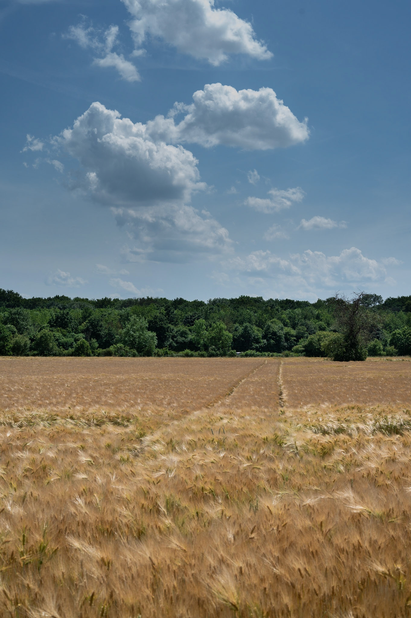 Field close to Schwanheimer Düne