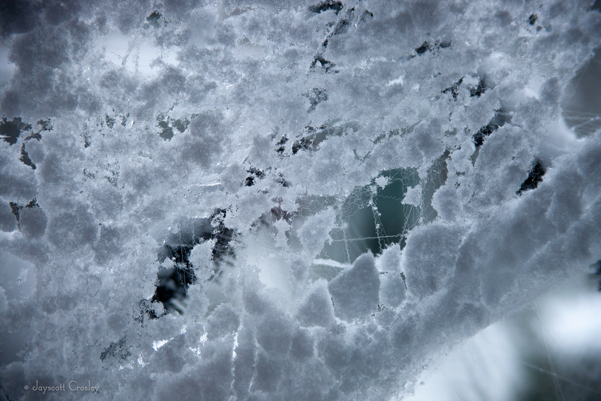 14. Frozen web - photo by Jayscott Crosley