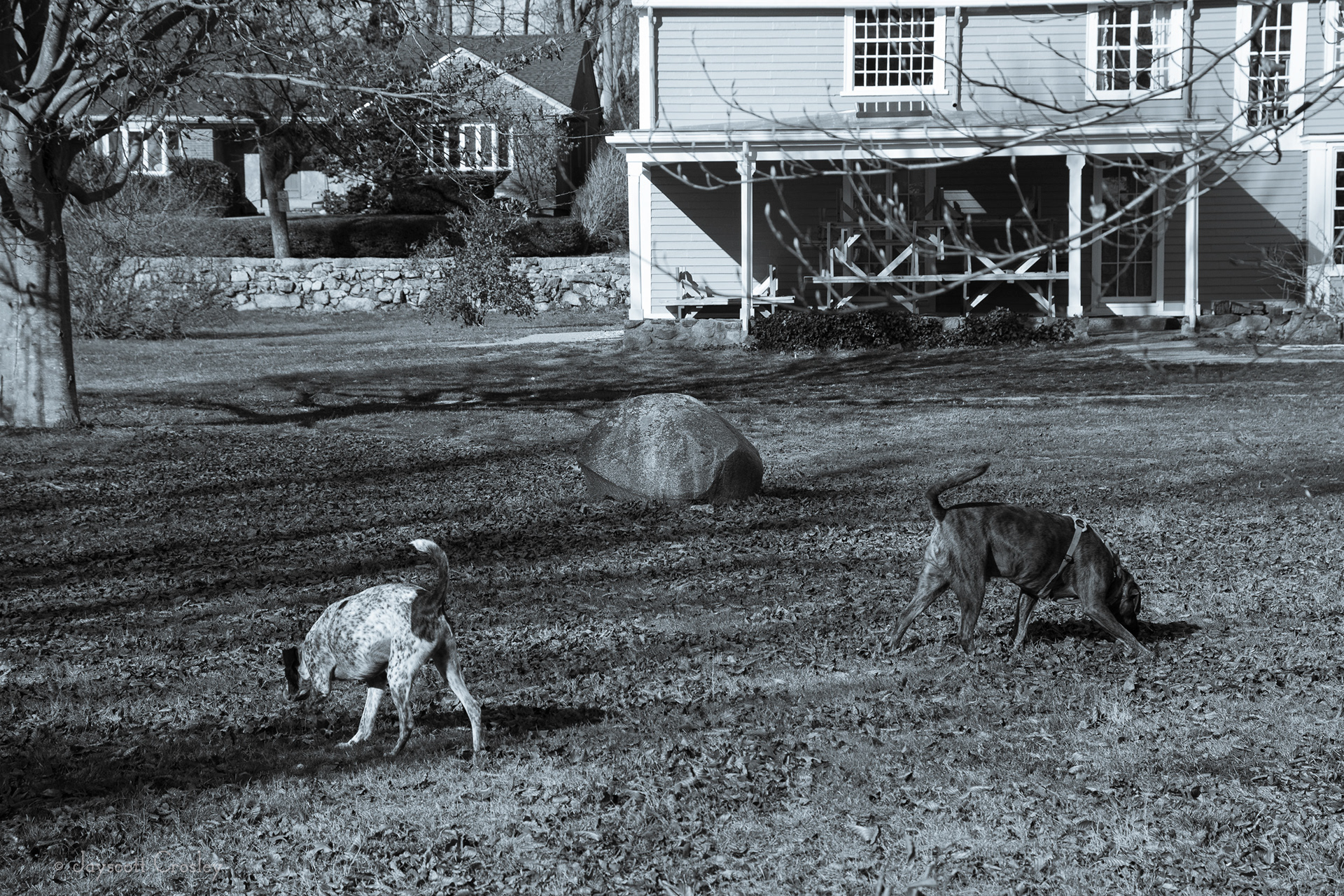 HIstoric Sniff - 1/320 sec f10 ISO 250 Sheldon's other friend Bender, came over so we went for a walk to Historic Beverly's Hale Farm for a good sniff and off leash run. Reverand Hale was a minister in the Salem Witch trials and was very pro trial until his wife was accused. His ancesters gave the farm to the city. The back yard has been open to the public for years and is a favorite spot for the dogs to run or in this case sniff for rabbits and squirrels. 29-November-2020_Historic Beverly Hale Farm site, Hale St. Beverly MA_photo by Jayscott Crosley