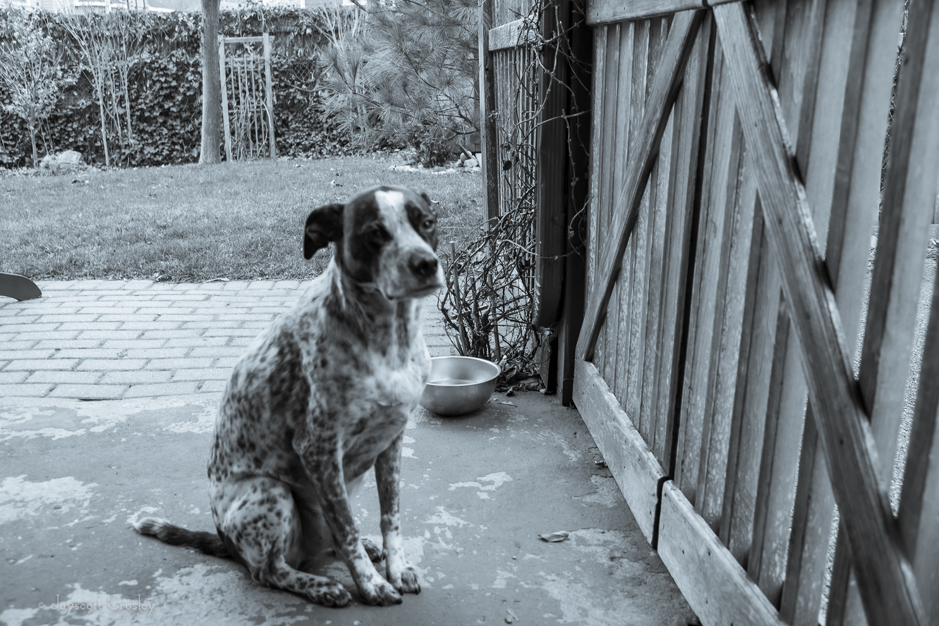 Patiently waiting. - 1/40 f6.3 ISO 400 Sheldon waits at the gate for me to put on his collar and harness for his favorite activity, going for a walk. 22-November-2020_5 Lovett St. Beverly MA_photo by Jayscott Crosley