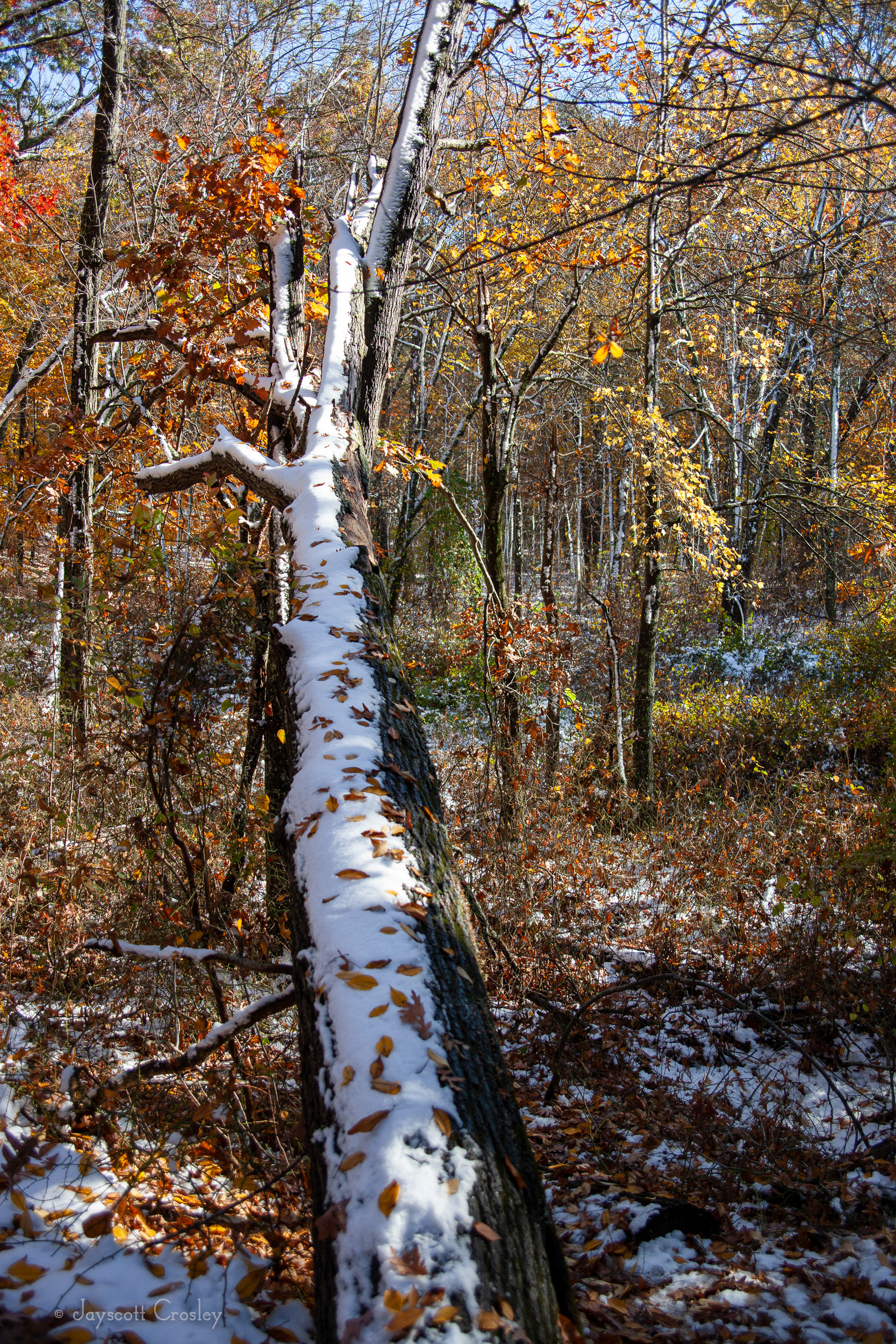 11. Leaf trail - photo by Jayscott Crosley