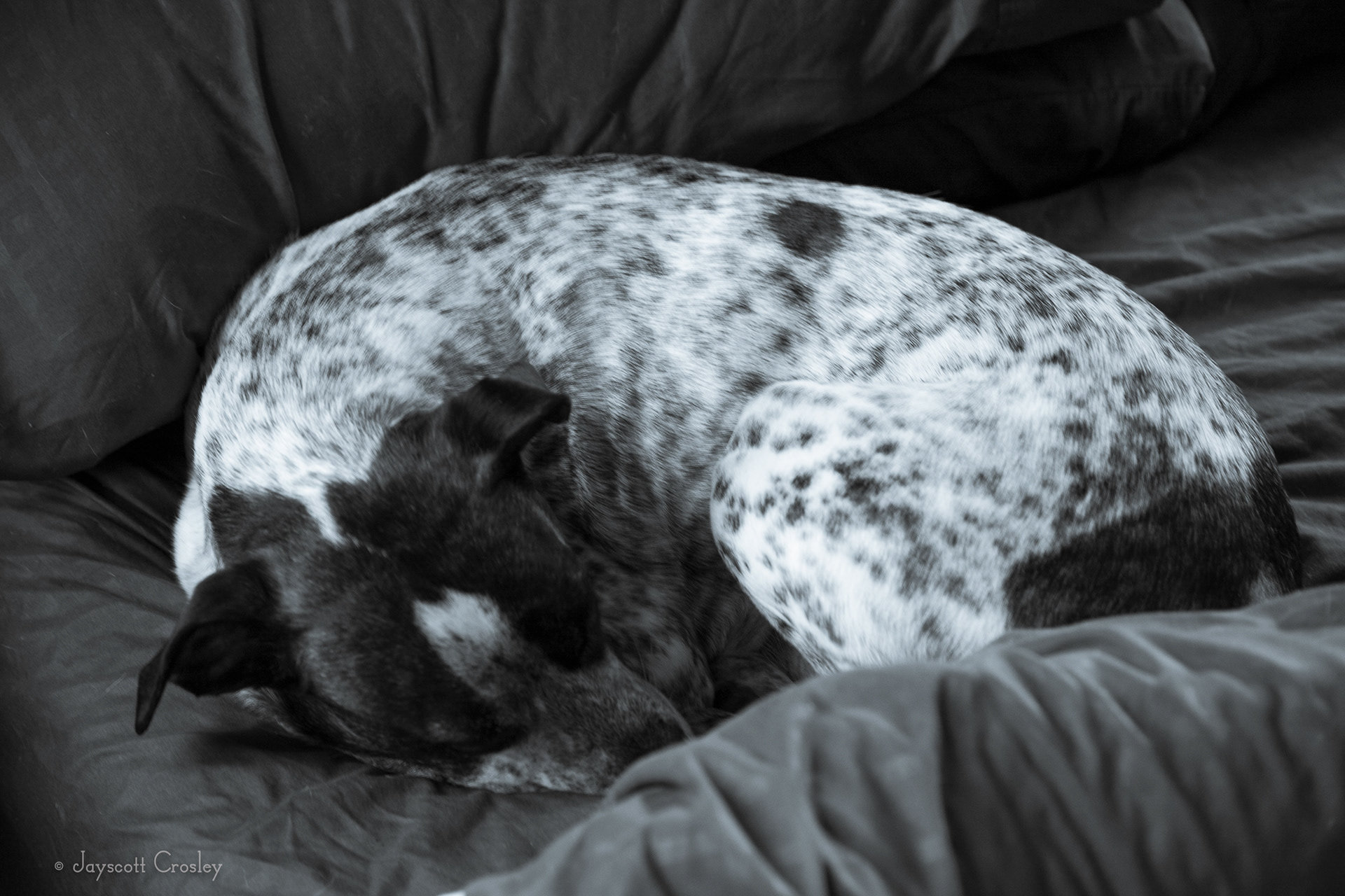 Days begin when I say so! - 1/25 f4.5 ISO 400 Sheldon Pooper thinking about waking up, he has moved from under the covers which is a start. 22-November-2020_5 Lovett St. Beverly MA_photo by Jayscott Crosley