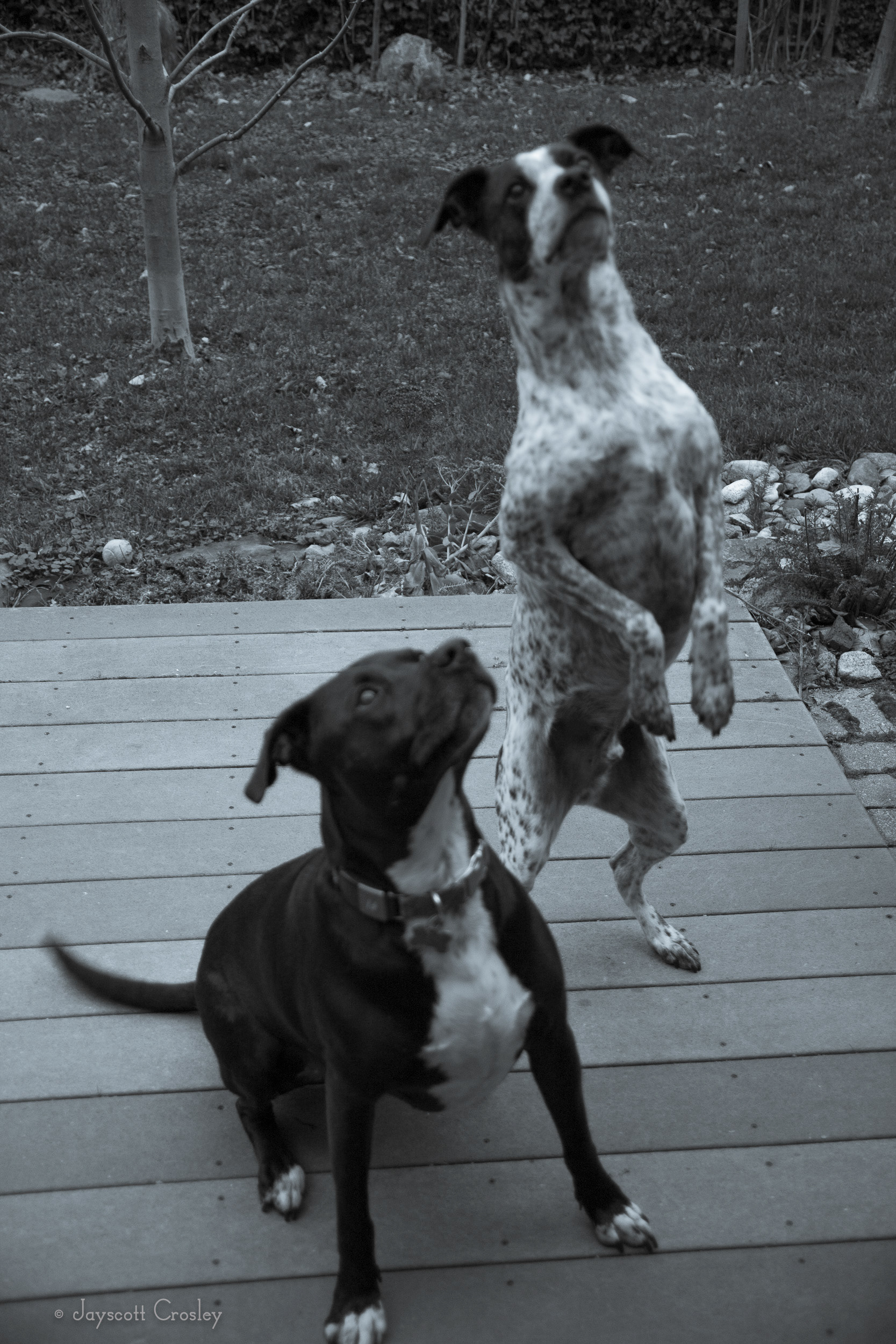 Jumping for treats! 1/80 sec f4 ISO 640 Sheldon's friend Jack came over for some play time. They used to run around and play, now they just beg for treats from Jack's mom Faye. Sheldon being the ham needed to jump up at the last second for the better view of the treats. 22-November-2020_5 Lovett St. Beverly MA_photo by Jayscott Crosley