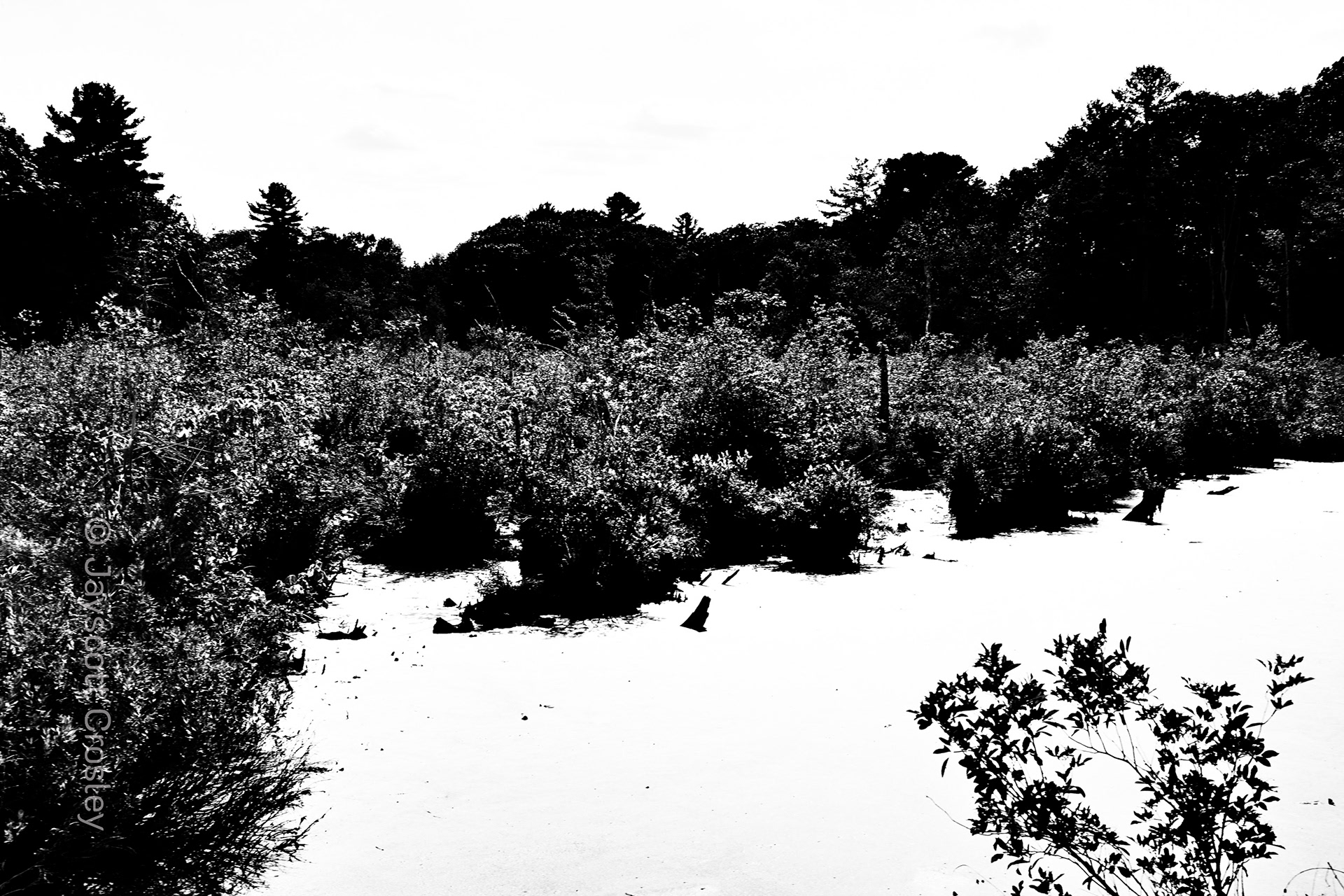 High_Contrast_Safari_Danvers_MA_Scrubbs in the Swamp_part of the rails to trails sysemt_F16_1/60_IS0 100_photo by Jayscott Crosley