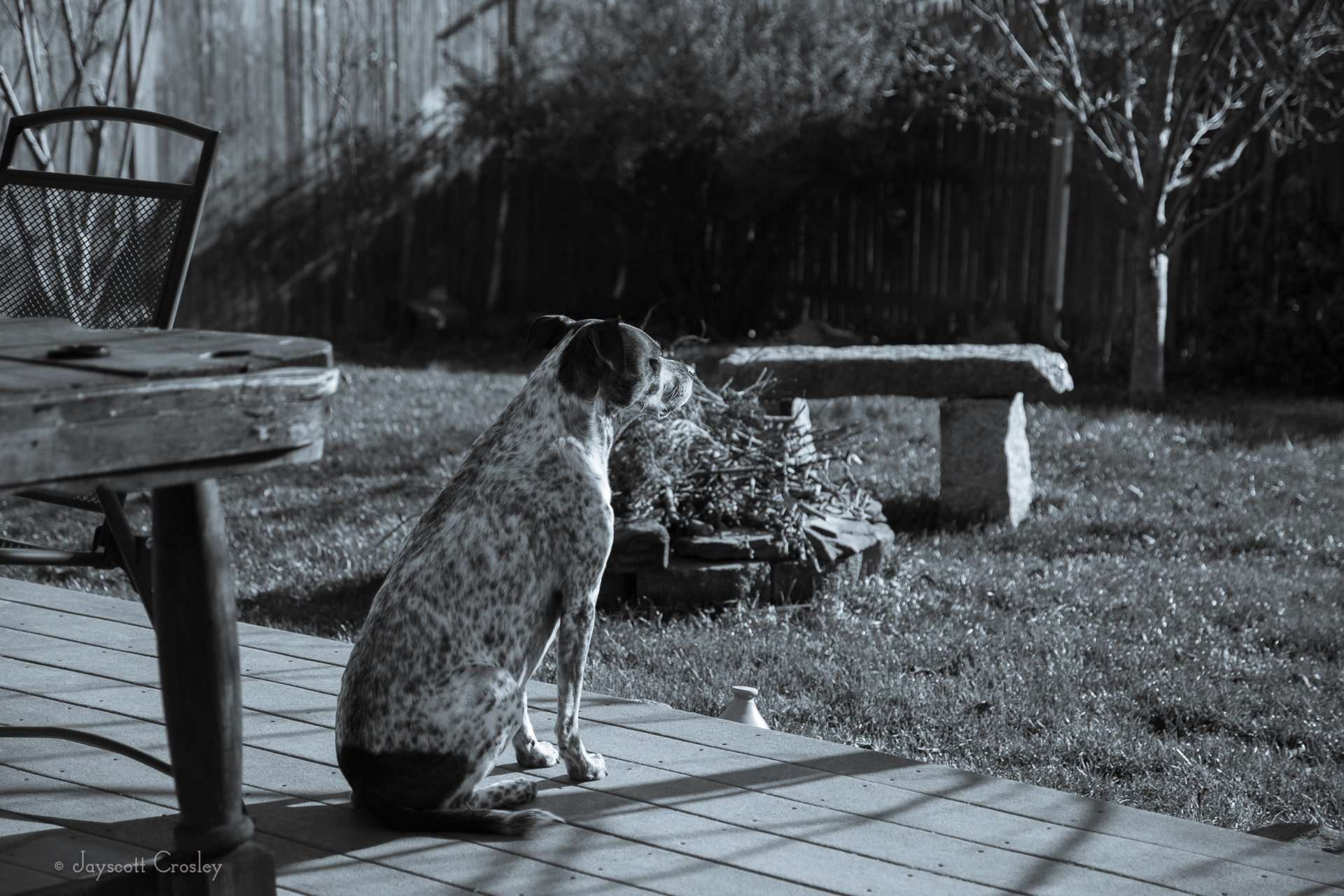I'm a good boy - 1/640 f4.5 ISO 250 Sheldon looks out in to the sunset after a long day. He often sits on the back porch and "contemplates" his day. 29-November-2020_5 Lovett St. Beverly MA_photo by Jayscott Crosley