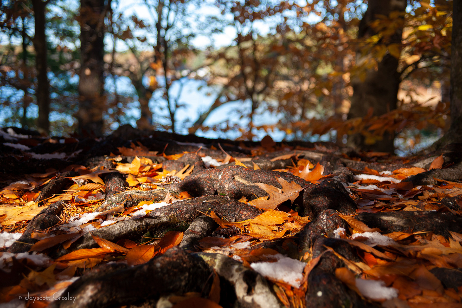 9. Autumn roots - photo by Jayscott Crosley