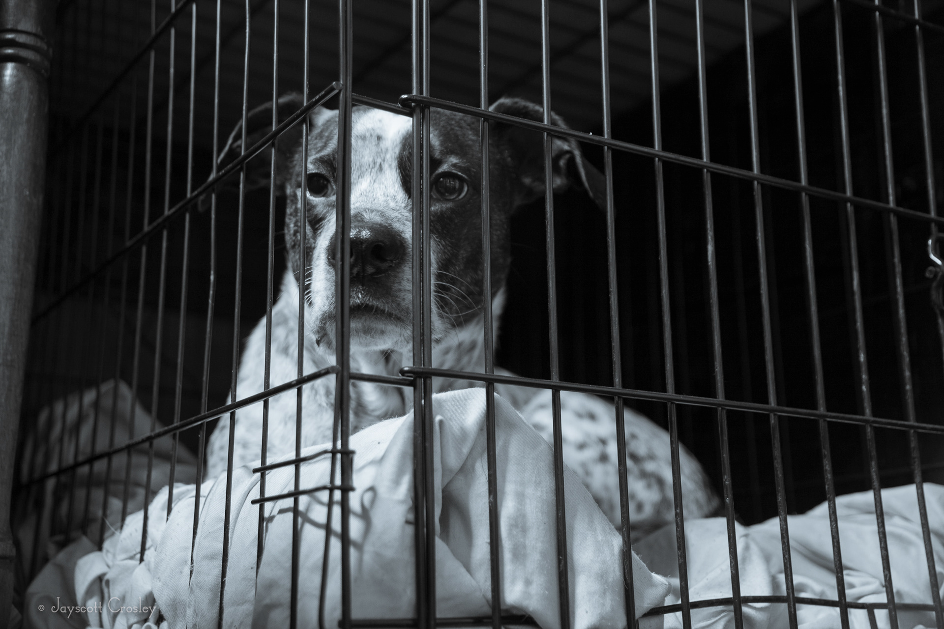Safe in the crate - 1/6 sec f4 ISO 500 When we leave the house, in this case to go shopping, Sheldon goes in to the crate under a desk. He actually goes over and opens the door to let himself in. We find that he seems calm and we don't get howling complaints from the neighbors. 27-November-2020_5 Lovett St. Beverly MA_photo by Jayscott Crosley