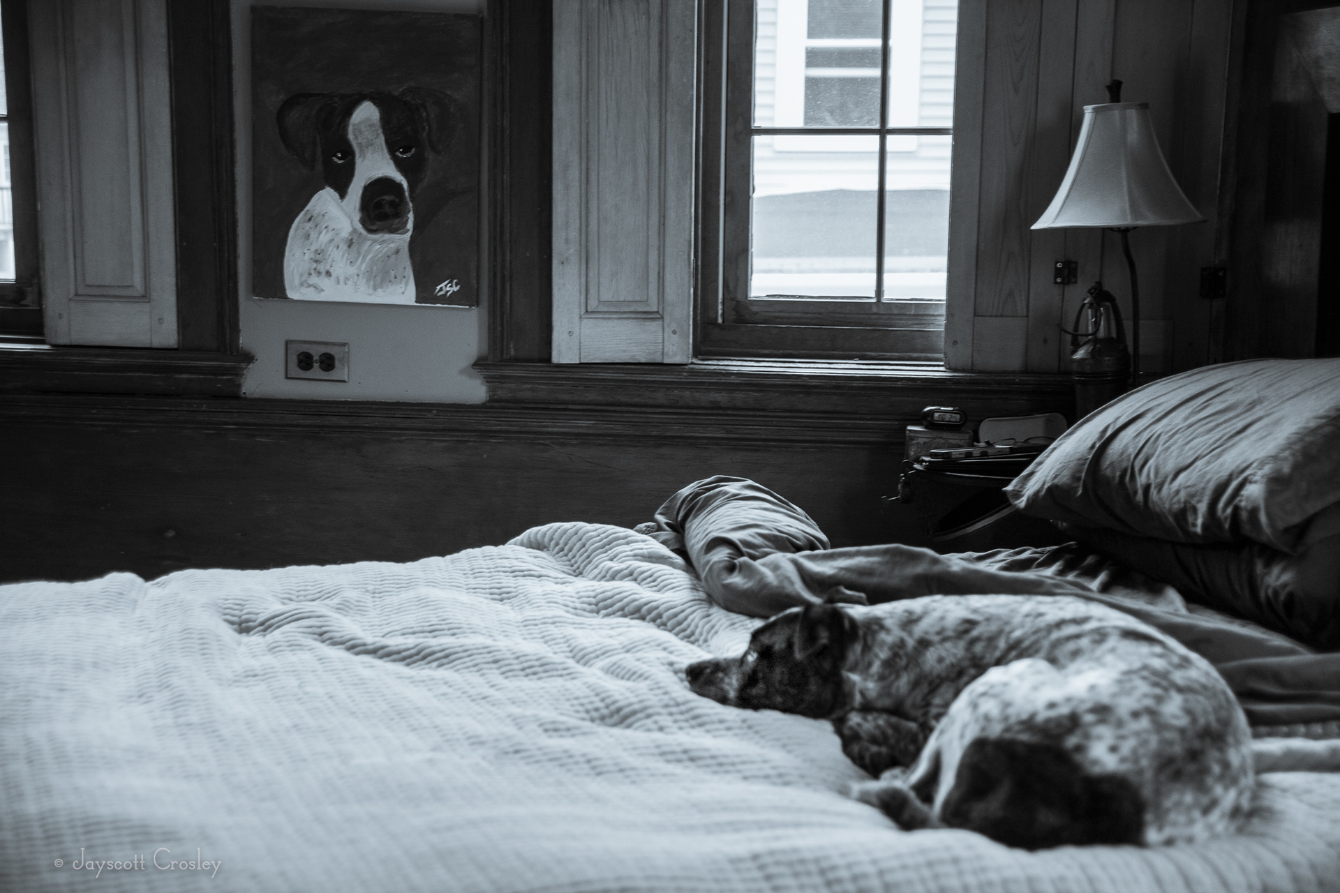 Portrait of Dognian Grey - 1/25 f4 ISO 500 Sheldon patiently waiting for that walk he was promised and admiring the Art. 22-November-2020_Beverly MA_photo by Jayscott Crosley2-November-2020_5 Lovett St. Beverly MA_photo by Jayscott Crosley