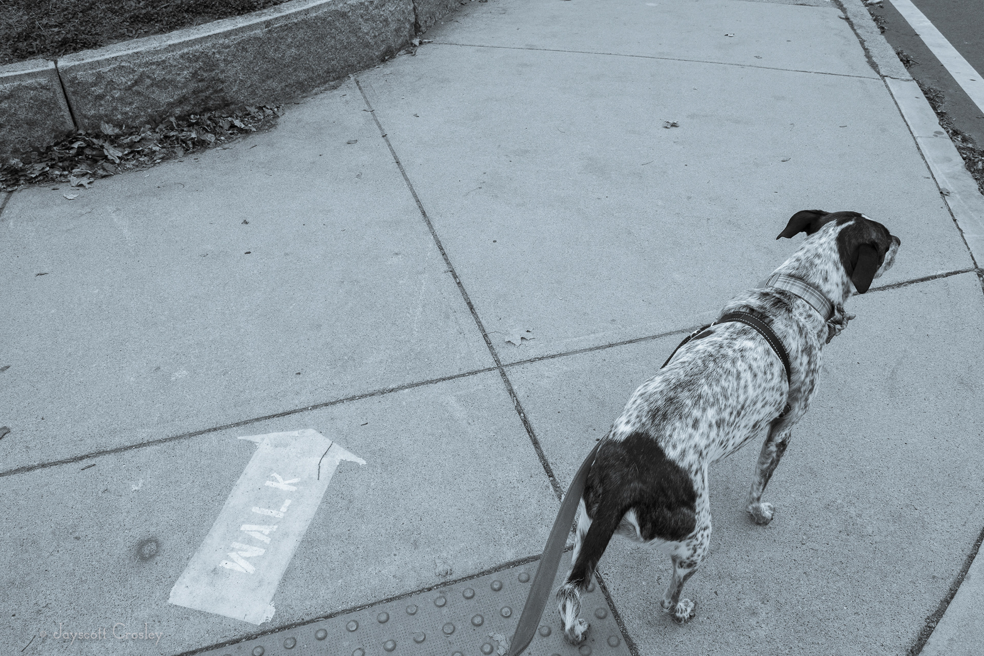 Walk this Way - 1/50 f16 ISO 400 The city of Beverly has created one way walking paths due to the Covid-19 emergency. Even Sheldon follows the rules. 22-November-2020_Beverly MA_photo by Jayscott Crosley