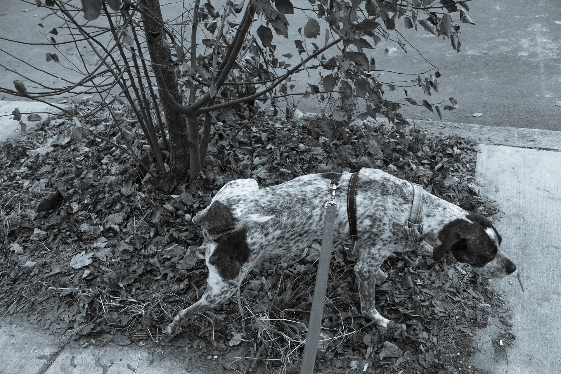 Pee Break - 1/320 f5.6 ISO 400 One of the hundreds of stops to pee. Marking where he has been is really his favorite hobby. 22-November-2020_Dane Street Beach, Dane St. Beverly MA_photo by Jayscott Crosley