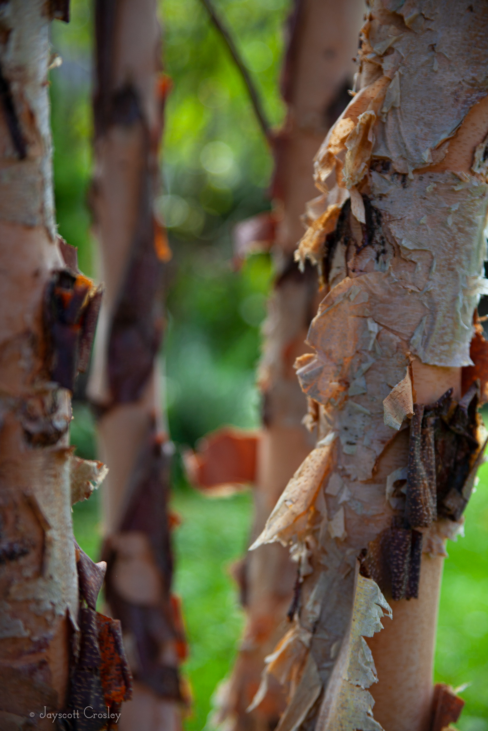 2. Golden Bark - 1/125_f4.5_ISO 125 - Texture of the Golden River Birch - photo by Jayscott Crosley