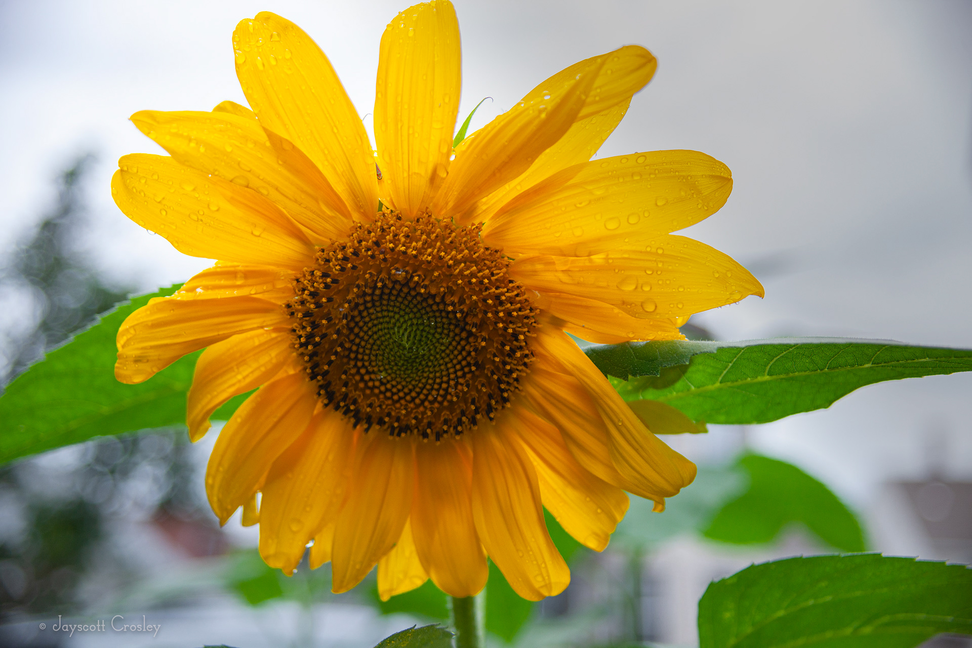 7. Sunflower on a Cloudy Day - photo by Jayscott Crosley
