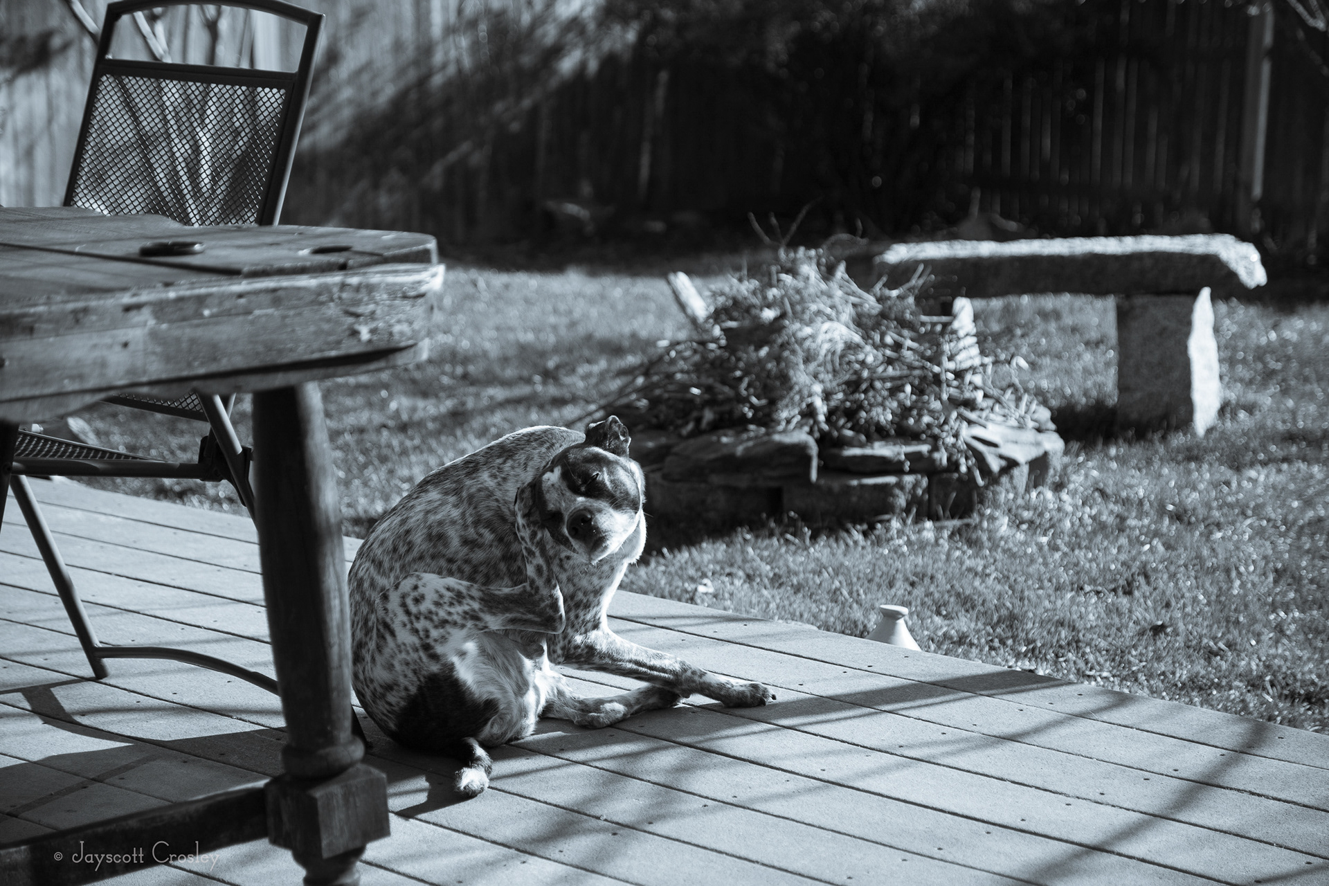 Scratching the itch - 1/640 sec f4.5 ISO 250 Back home and sometimes the urge to scratch that itch can not be suppressed. 29-November-2020_5 Lovett St. Beverly MA_photo by Jayscott Crosley