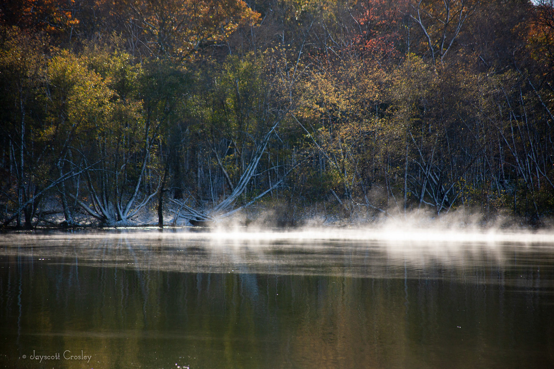 4. Rising mist & blue trees - photo by Jayscott Crosley