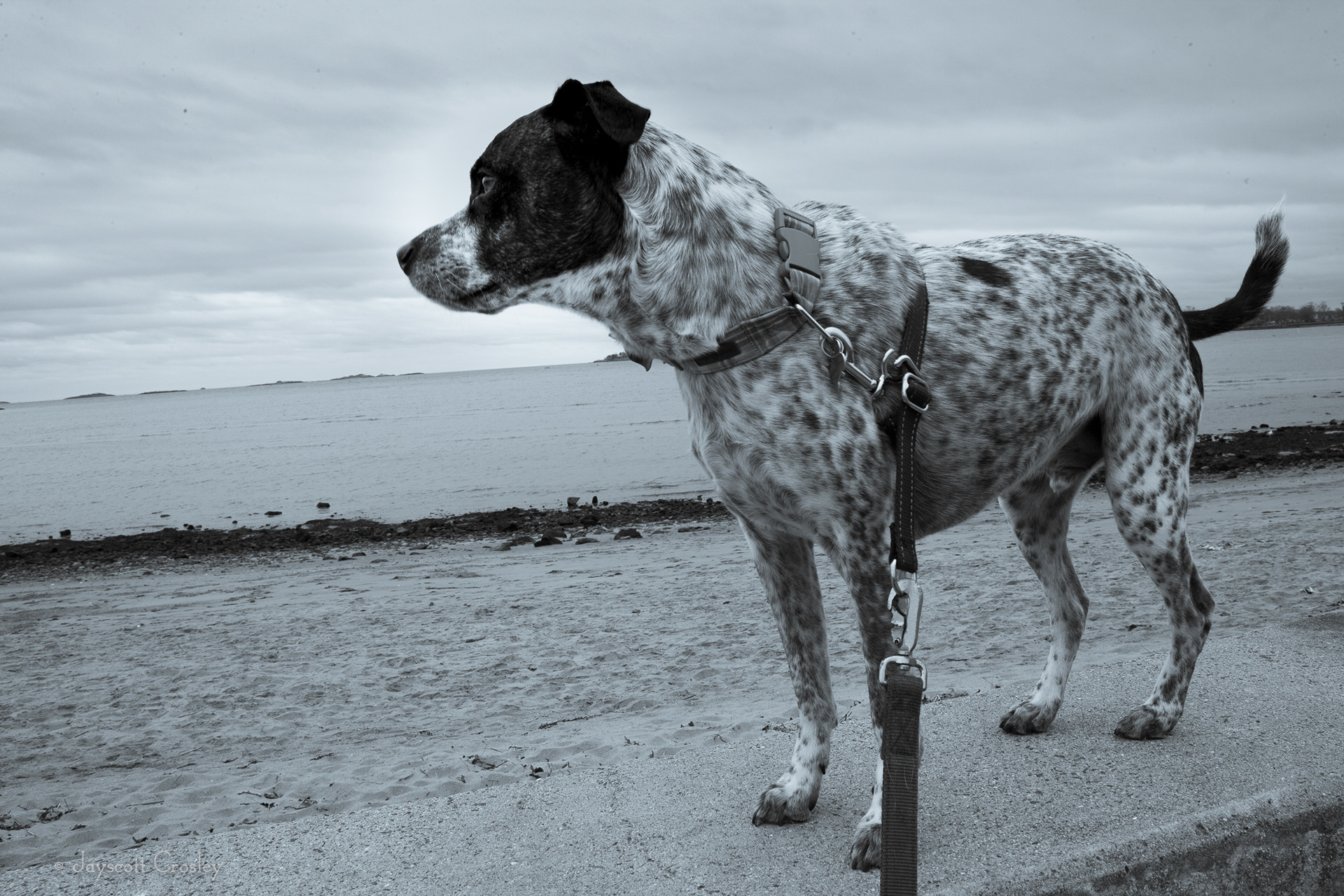 Sea Wall Dog - 1/100 f16 ISO 400 For the first time ever Sheldon decided he needed to jump up on the sea wall at the beach and walk along it until we could reach the stairs. He looks mighty noble. 22-November-2020_Dane Street Beach, Dane St. Beverly MA_photo by Jayscott Crosley