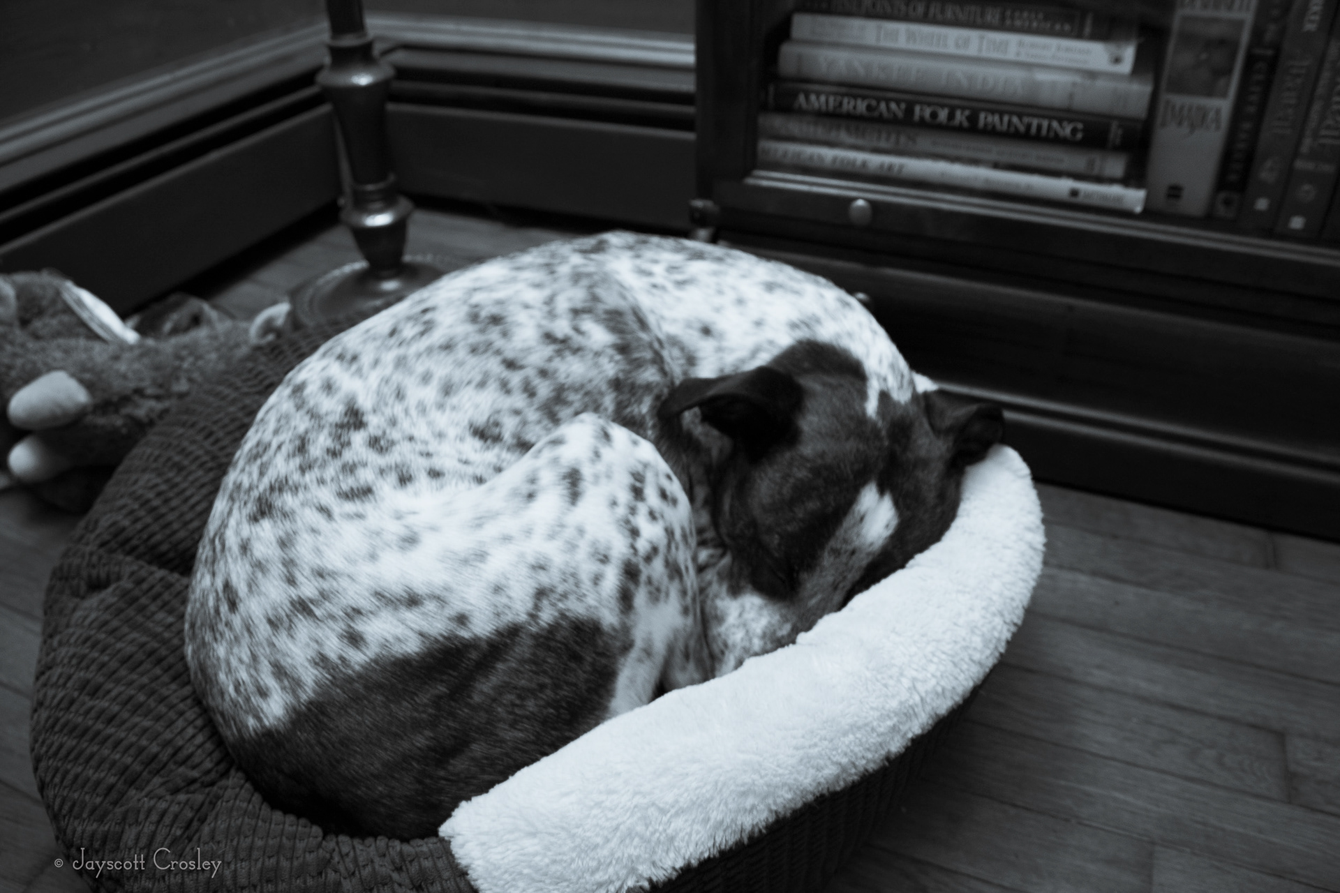 Post walk kitty bed nap - .4 sec f7 ISO 1000 Sheldon loves this bed that is really too small for him. We call it the kitty bed because it's so tiny, but he loves to curl up in it when we are all downstairs watching TV. 22-November-2020_5 Lovett St. Beverly MA_photo by Jayscott Crosley