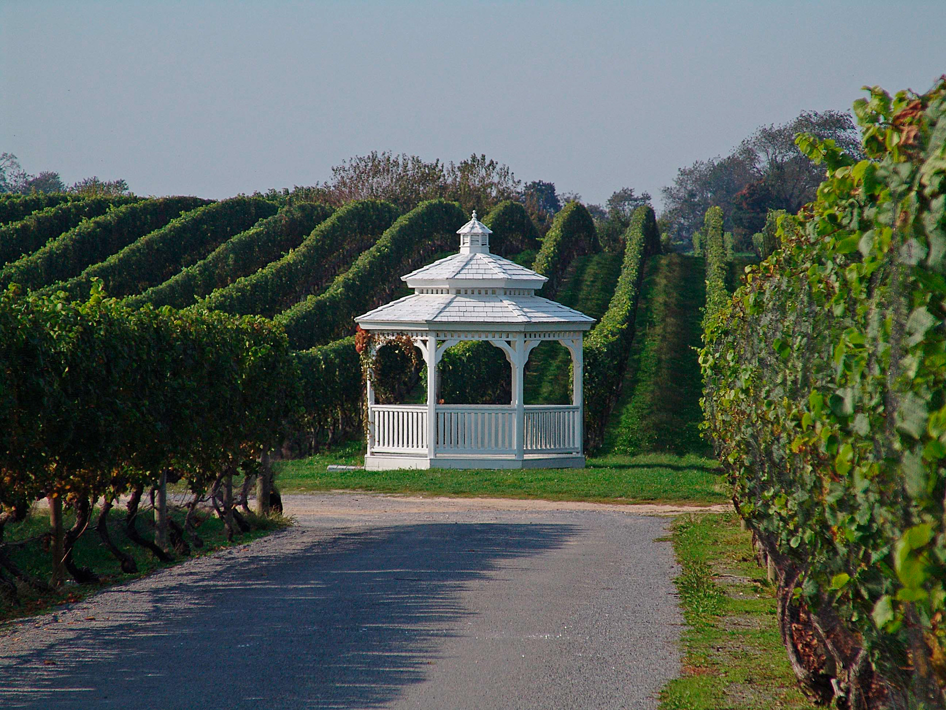 Pellegrini Vineyard - Long Island, NY