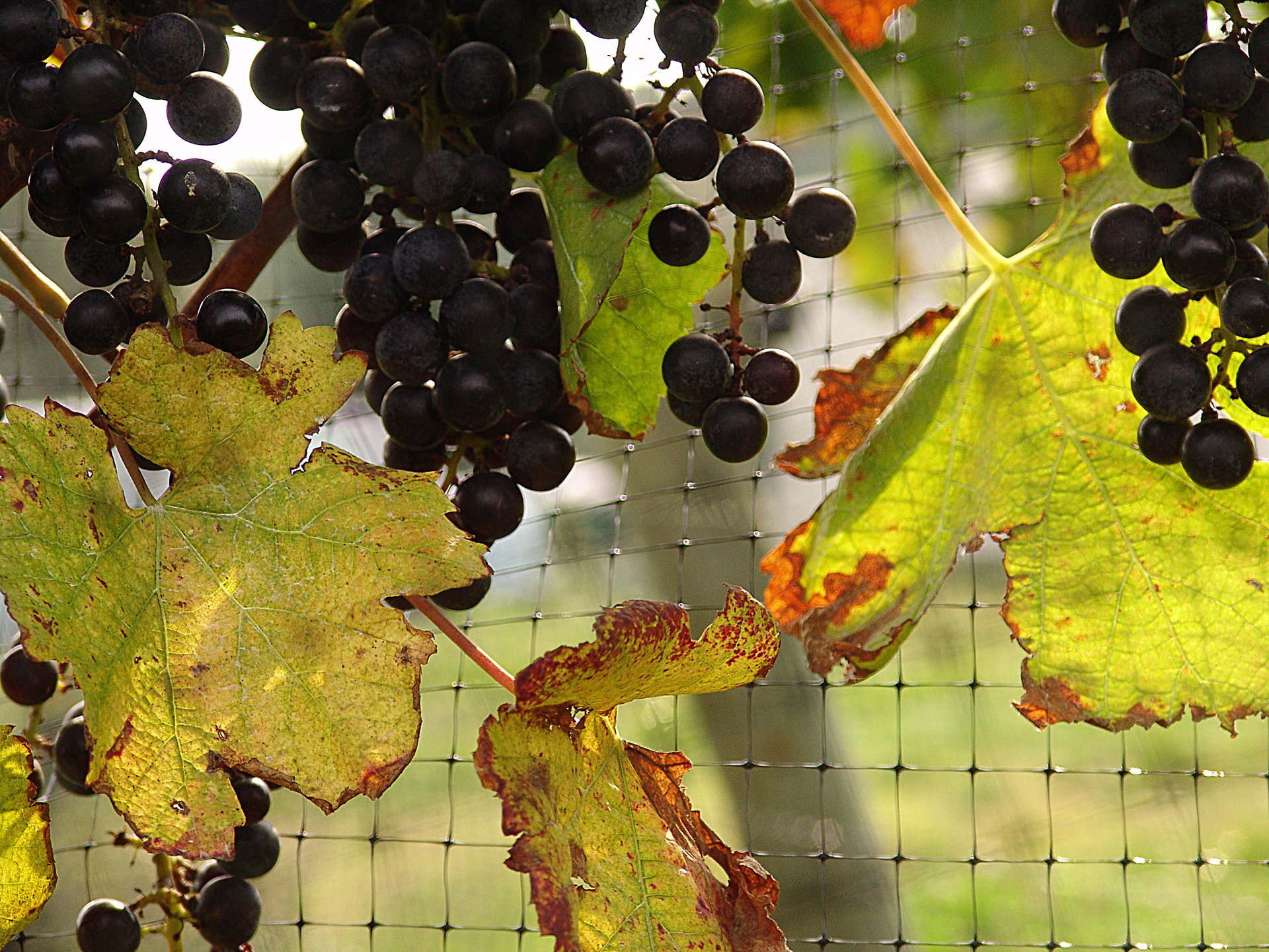 Pellegrini Vineyard - Long Island, NY