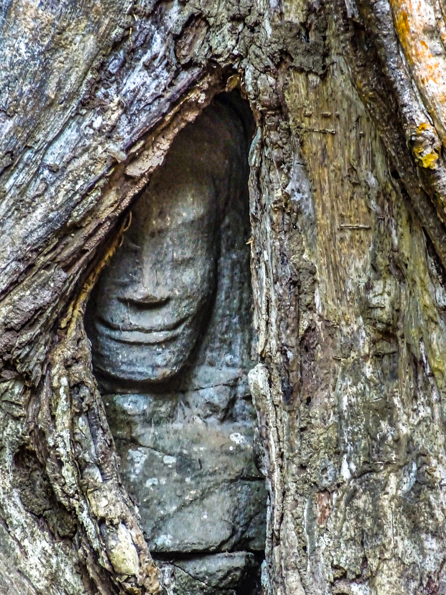 Banyan Tree completely encapsulates 12th Century stone carving at Ta Phrom.