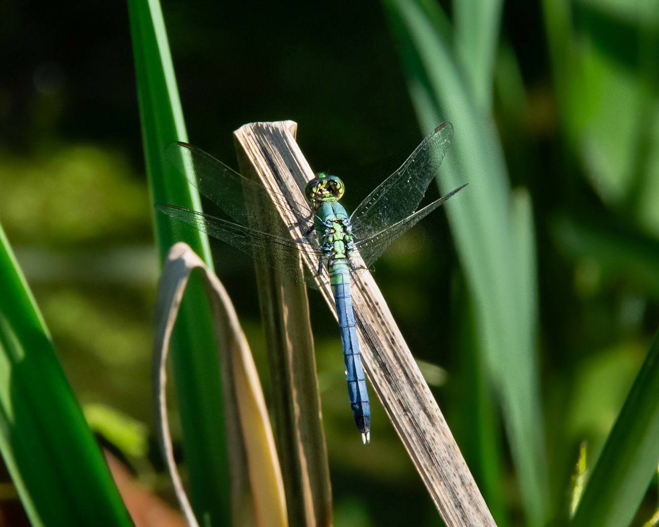 Dragon Fly