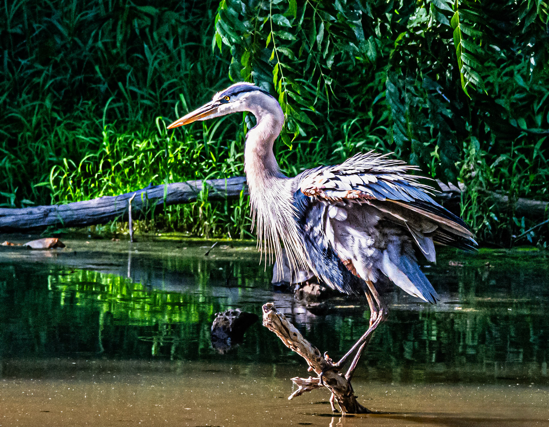 Great Blue Heron on C & O Canal - Washington, DC