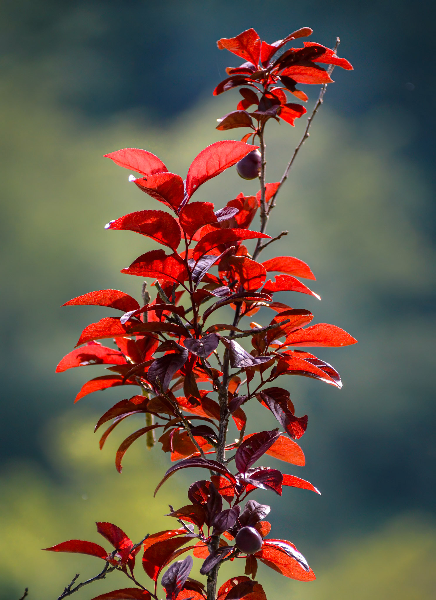 Red Flame -Late afternoon in Dry Fork, WV