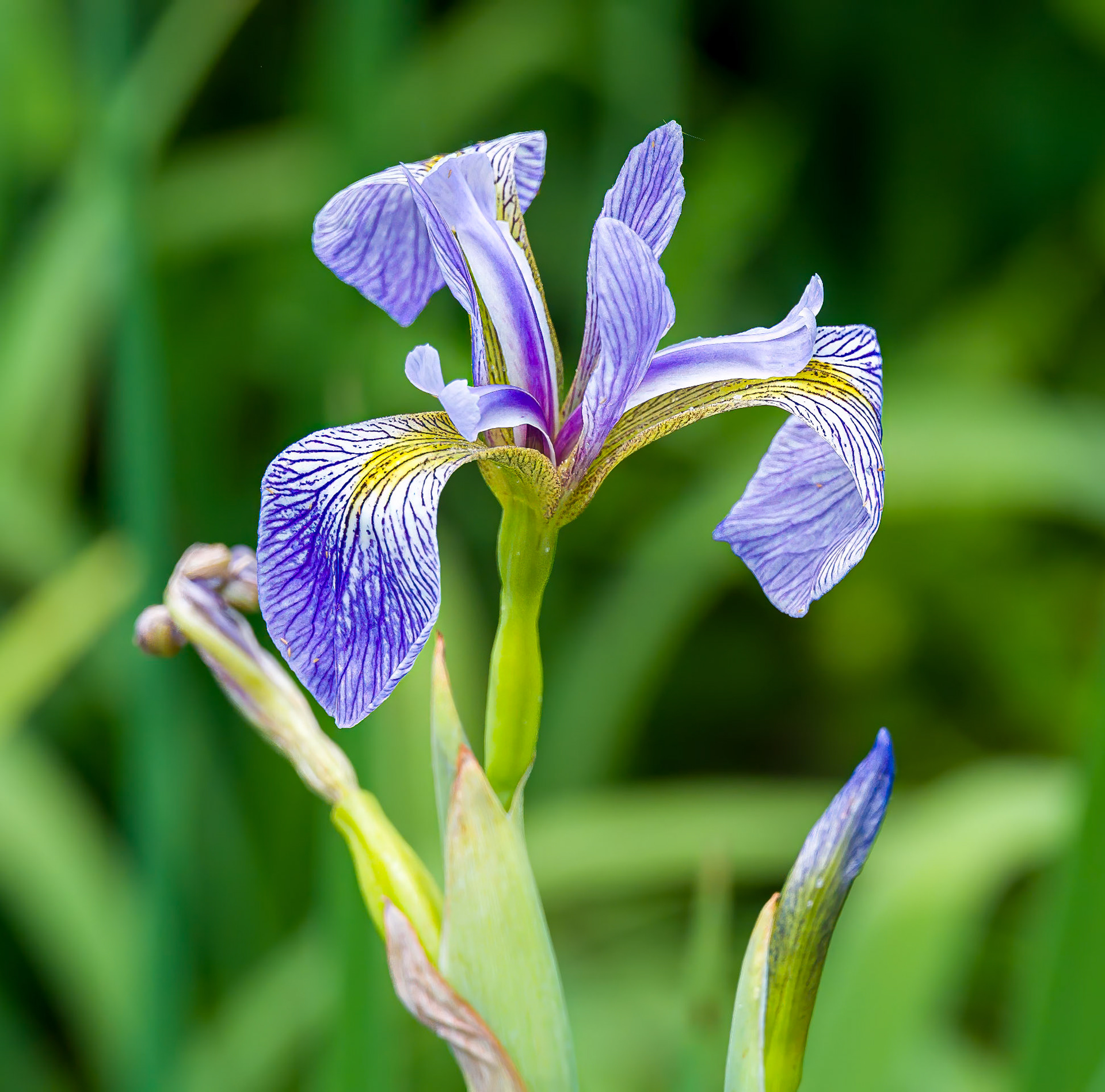Claire's Iris