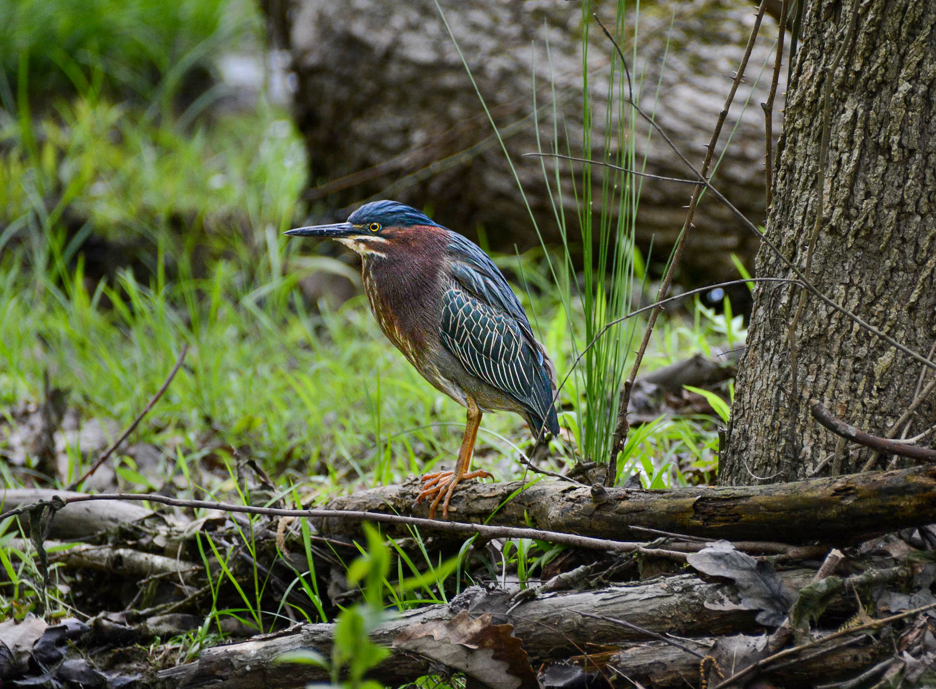 Green Heron
