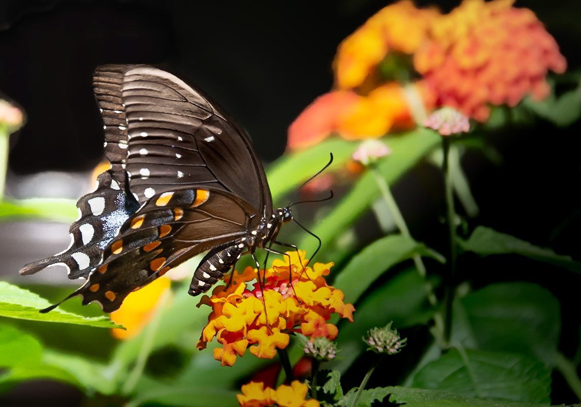 Butterfly at Work