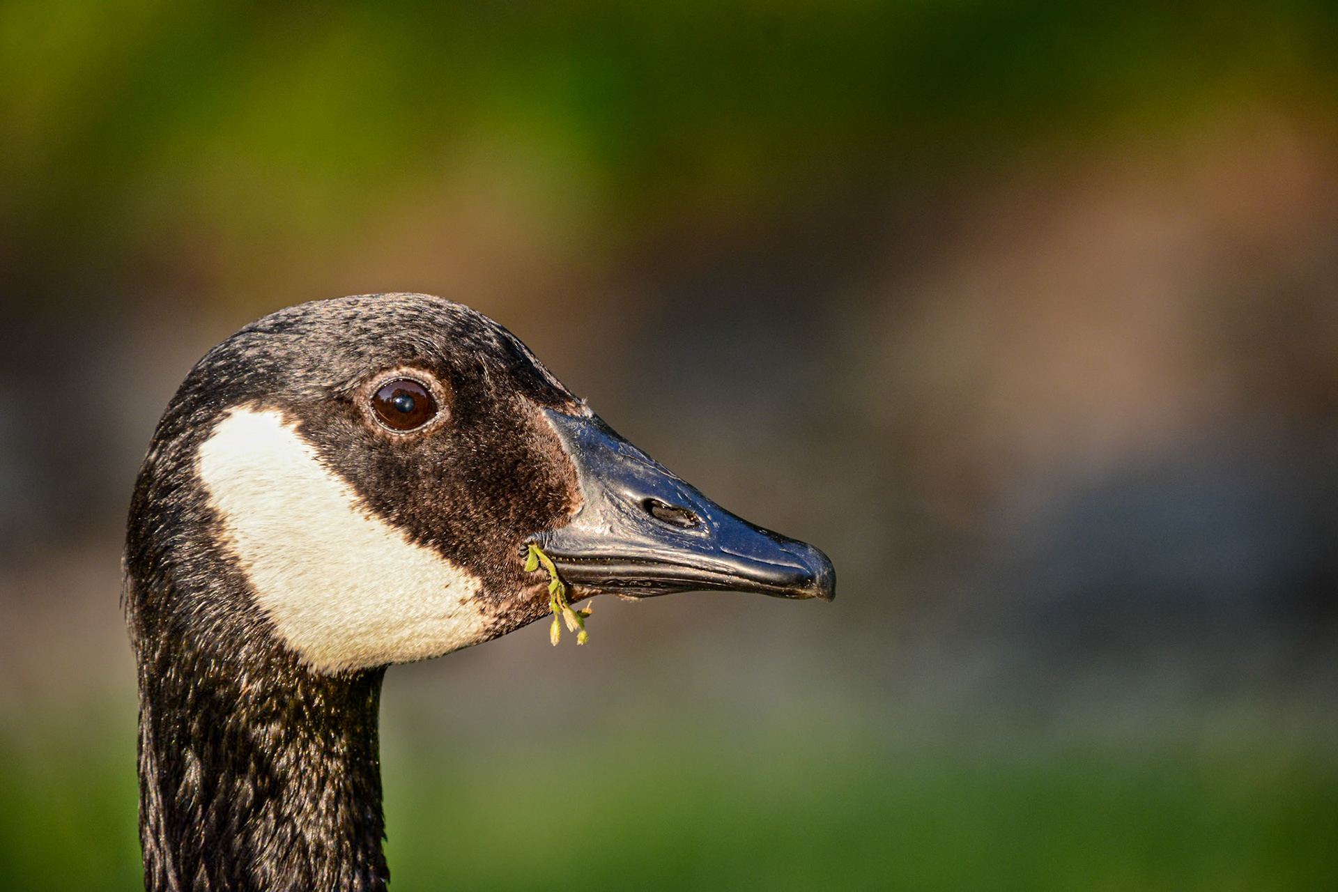 Canada Goose