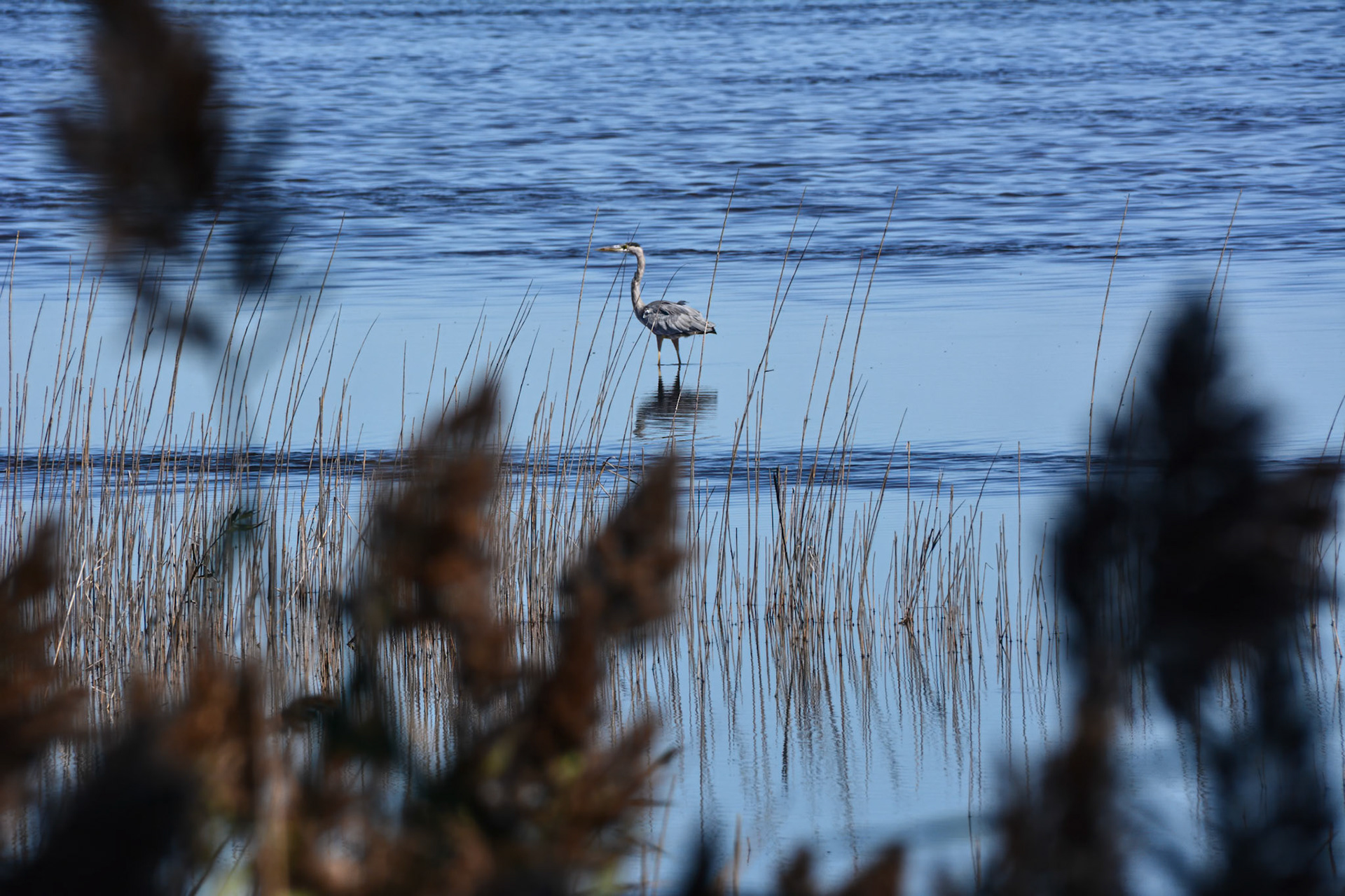 Prime Hook NWR - Lewis, DE