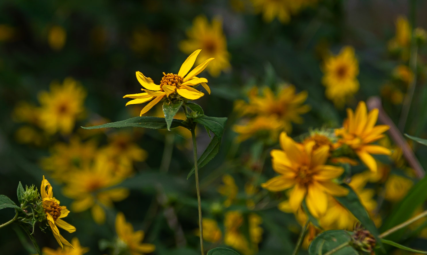Wildflowers in the Woods