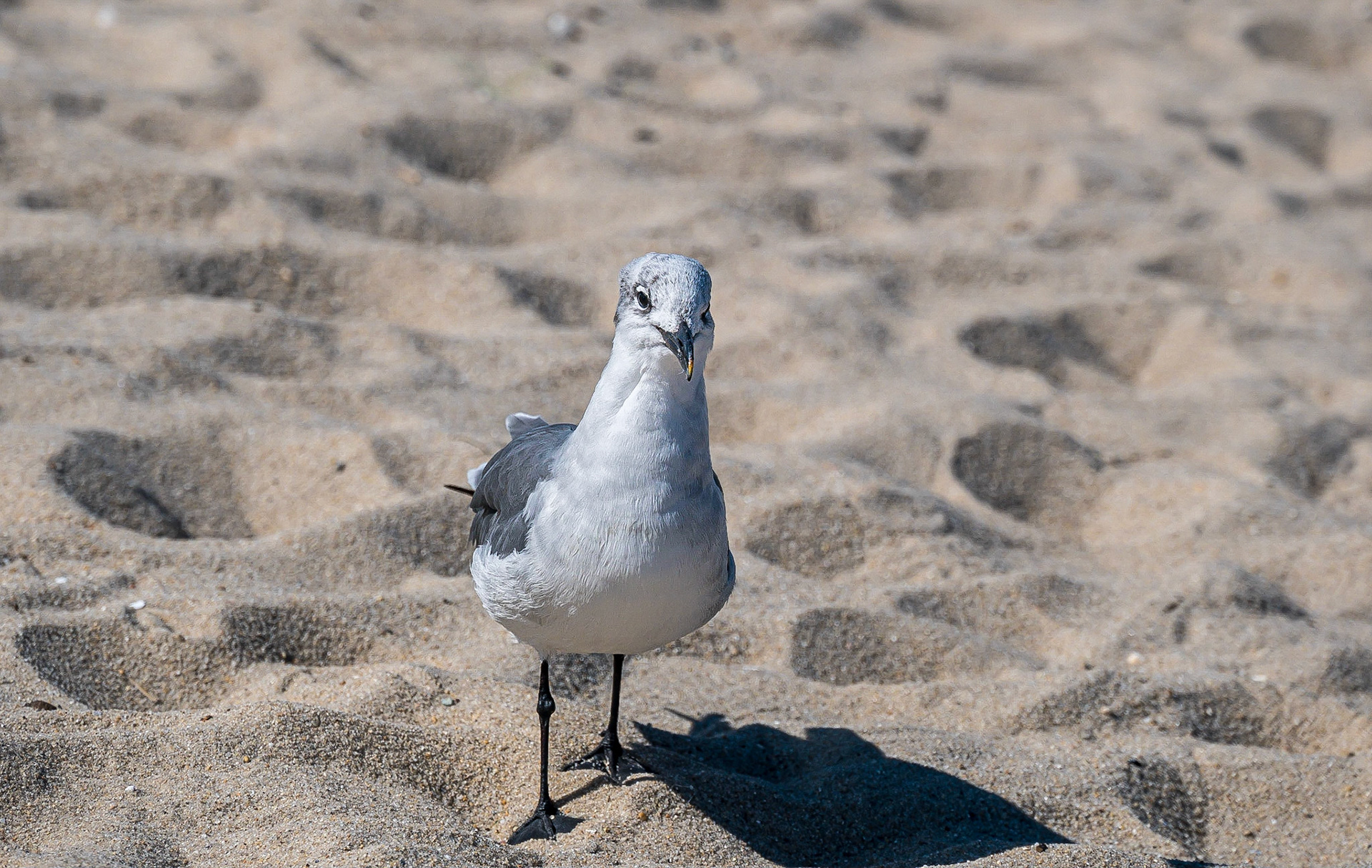 Friendly seagull