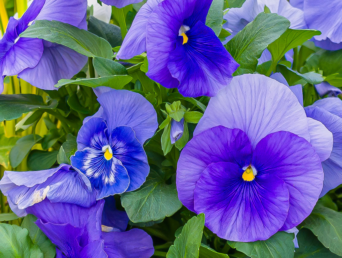 Purple Pansies