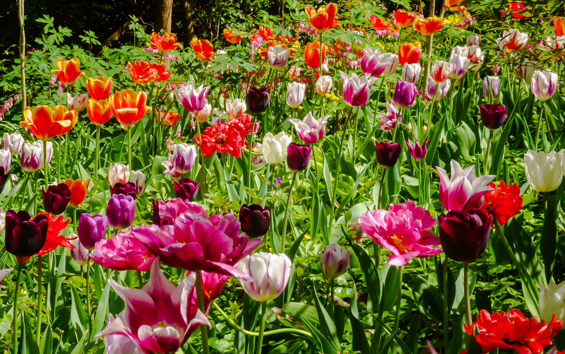 Tulips Galore!