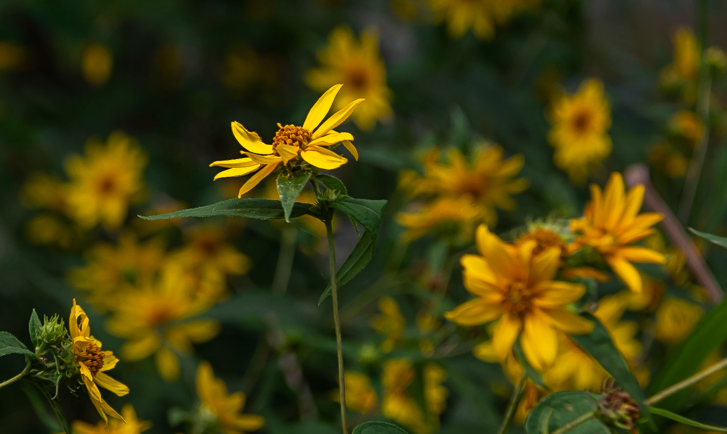 Wildflowers in the Woods