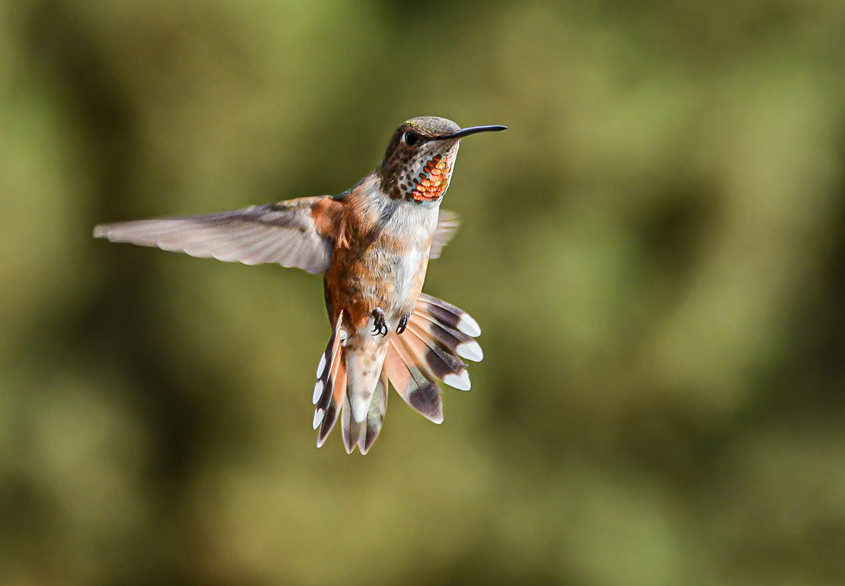 Ruby-Throated Hummingbird