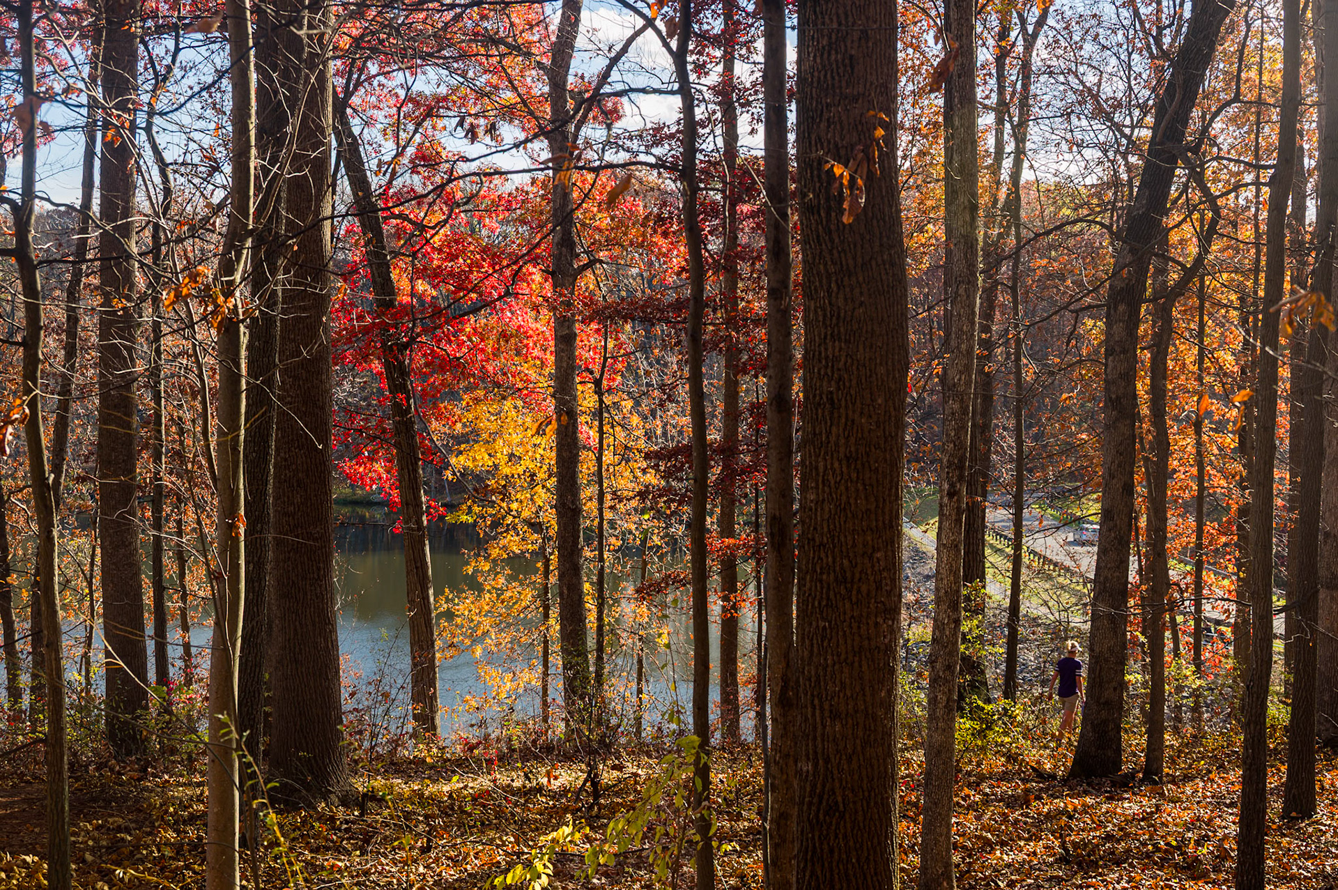 Fall Colors